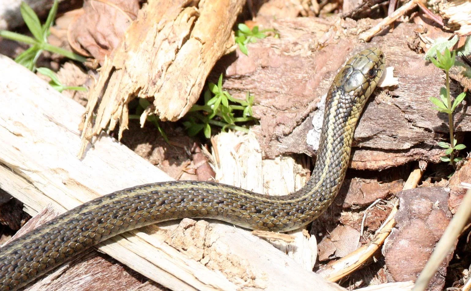 Thamnophis ordinoides - NORTHWESTERN GARTER SNAKE - THAMNOPHIS ORDINOIDES - ELWHA VALLEY WHISKEY BEND TRAIL WA (8).JPG