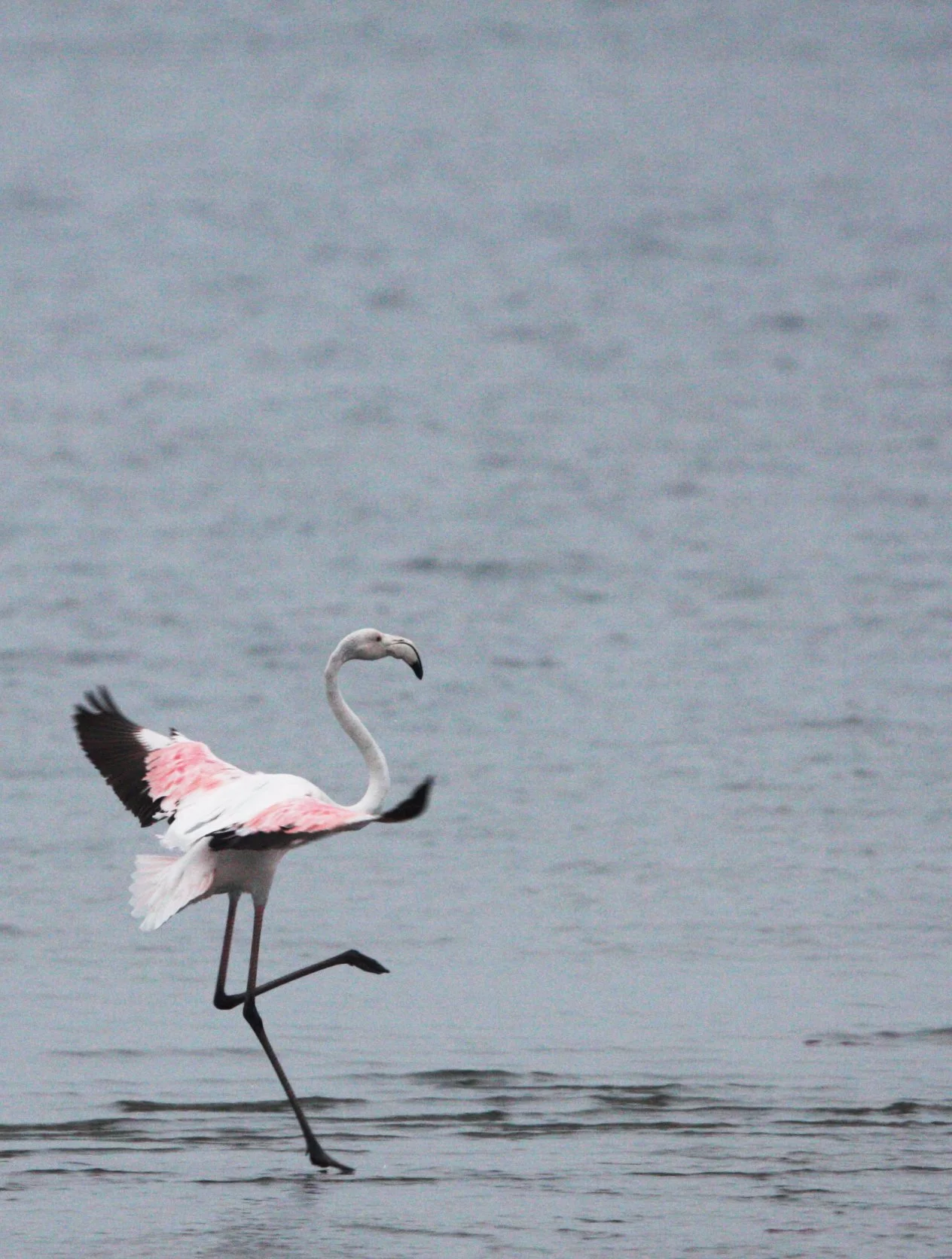 Phoenicopterus roseus - Greater Flamingo - Walvis Bay Namibia (36).JPG