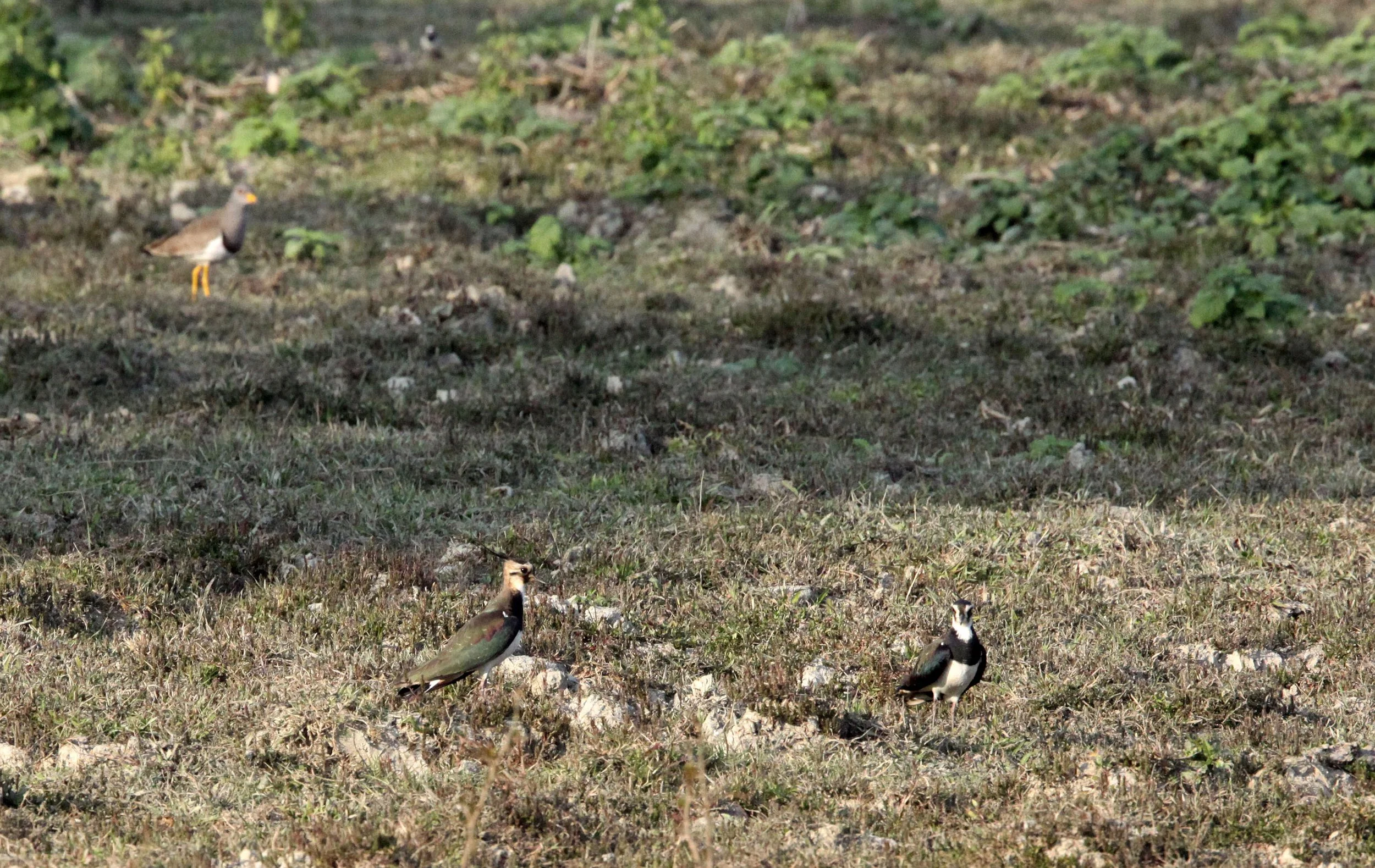 LAPWING - NORTHERN LAPWING - Vanellus vanellus - WITH GREY-HEADED LAPWING IN BACKGROUND - KAZIRANGA NATIONAL PARK ASSAM INDIA (7).JPG