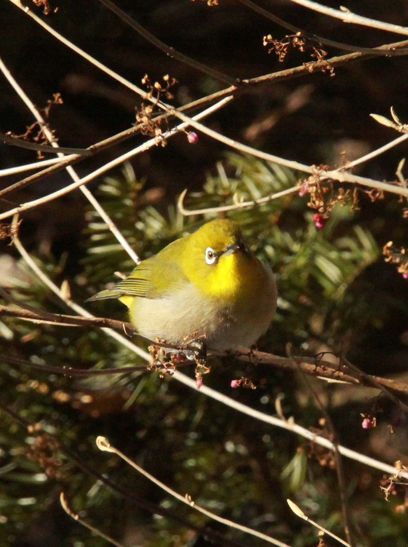 BIRD - WHITE-EYE - JAPANESE WHITE-EYE - SHIOBUTSU ONSEN KARUIZAWA JAPAN (19).JPG