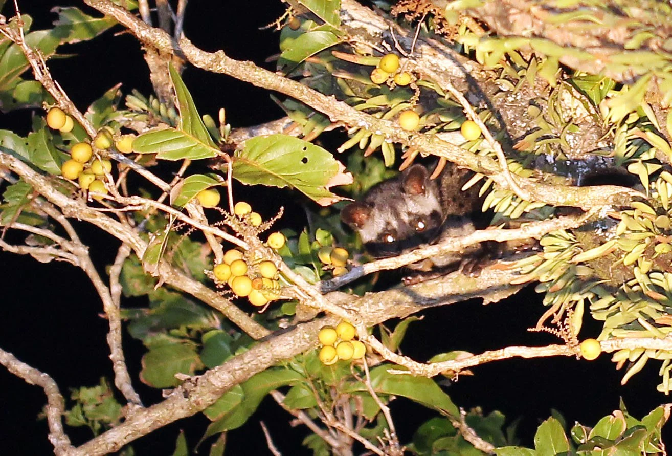 Paradoxus hermaphroditus laotum - COMMON PALM CIVET - KOH LANTA THAILAND (26).JPG