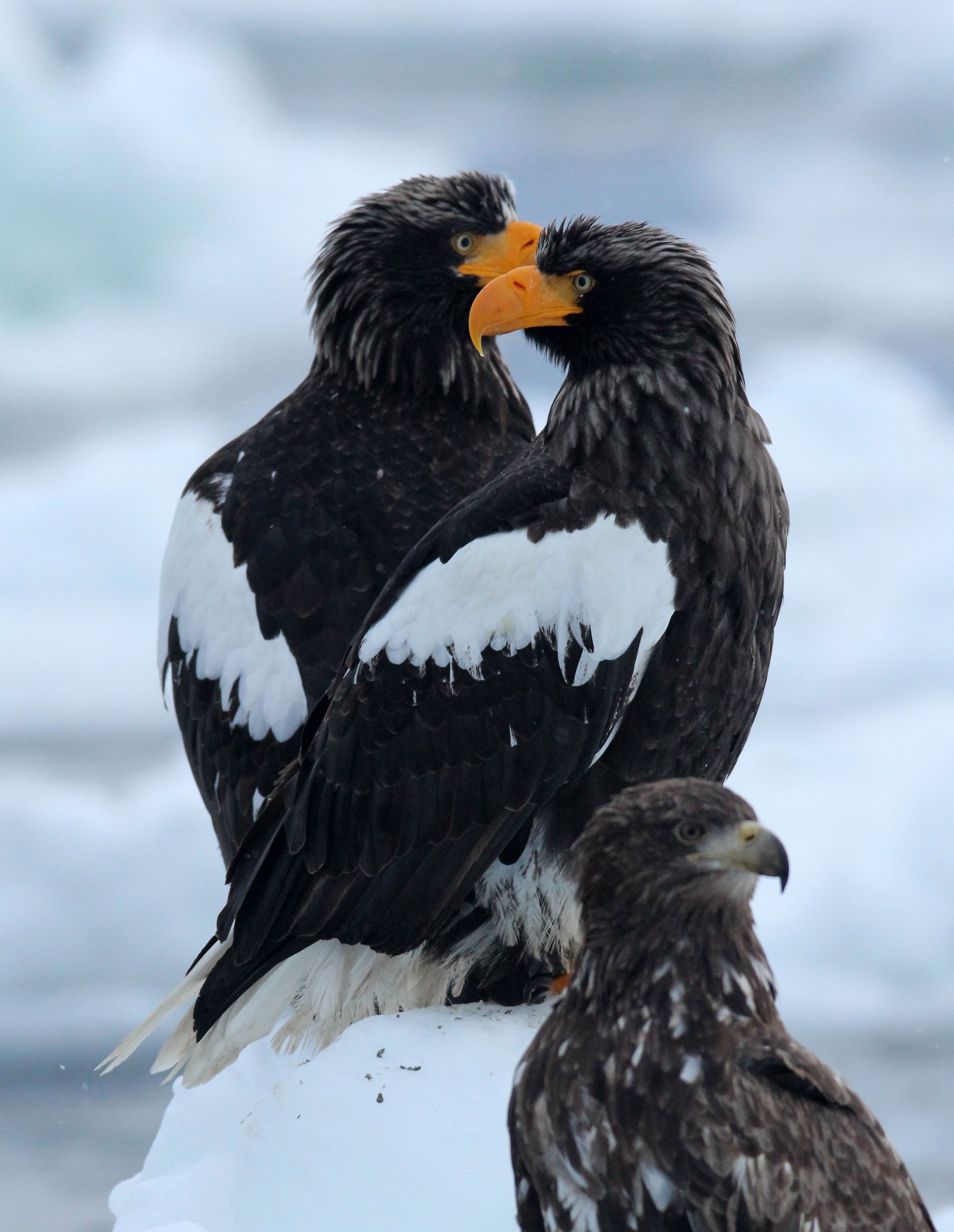 Haliaeetus pelagicus - STELLER'S SEA EAGLE - RAUSU, SHIRETOKO PENINSULA, HOKKAIDO JAPAN (289).JPG