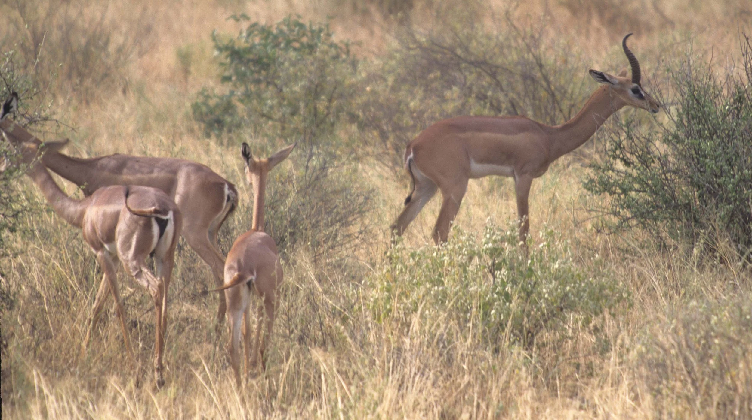 BOVID - GERENUK - SHABA.jpg