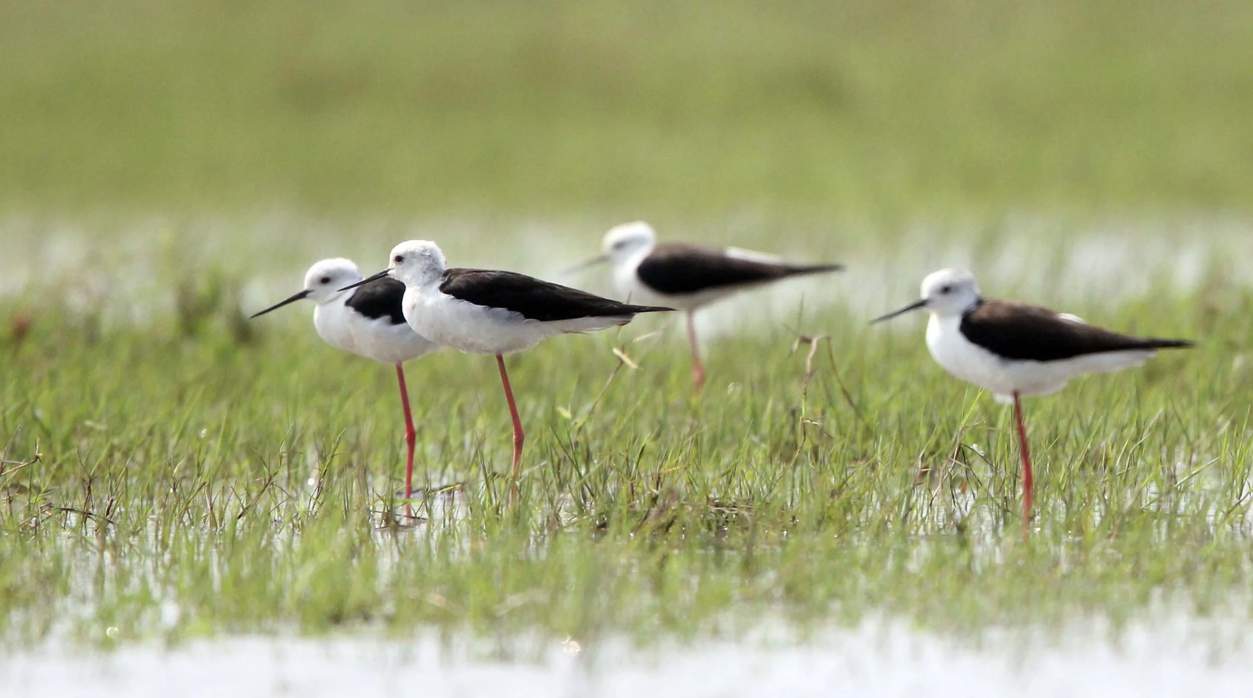 STILT - BLACK-WINGED - STILT - Himantopus himantopus - THALE NOI WATERBIRD PARK - PHATTHALUNG 28 (16).JPG