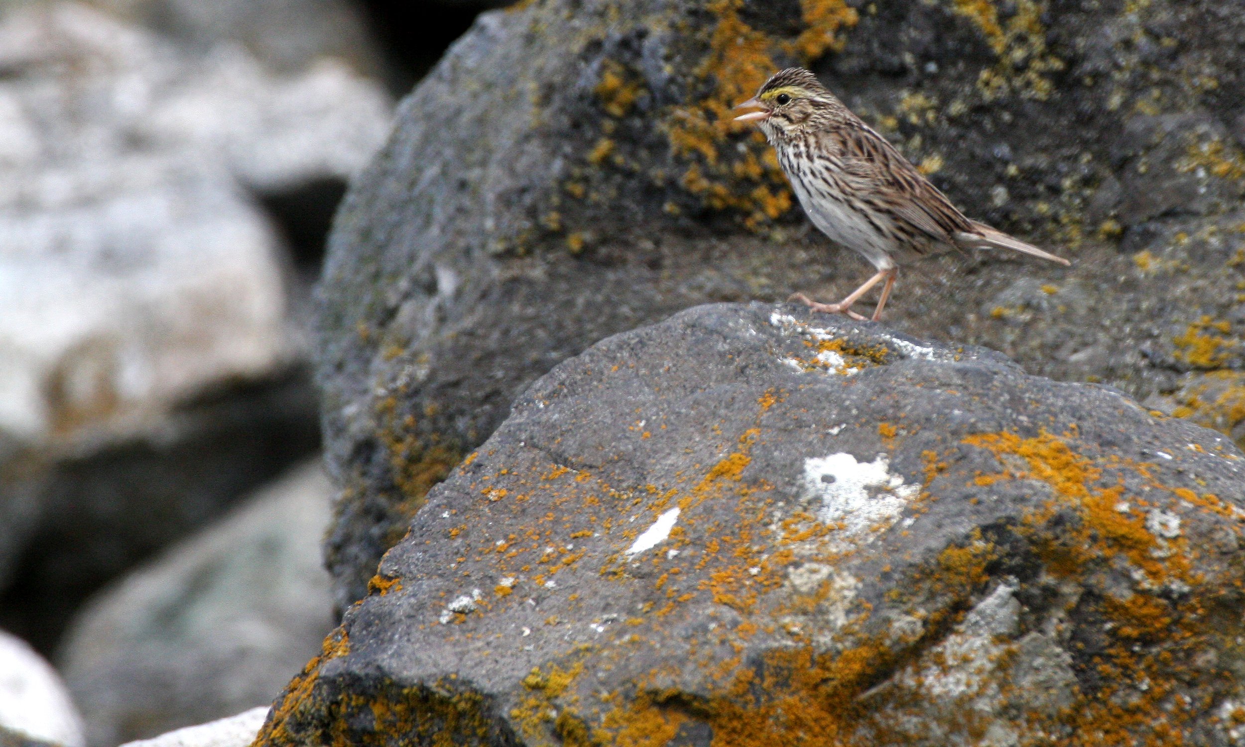 Savannah Sparrow (Passerculus sandwichensis) Cline Spit Sequim Washington (3).JPG