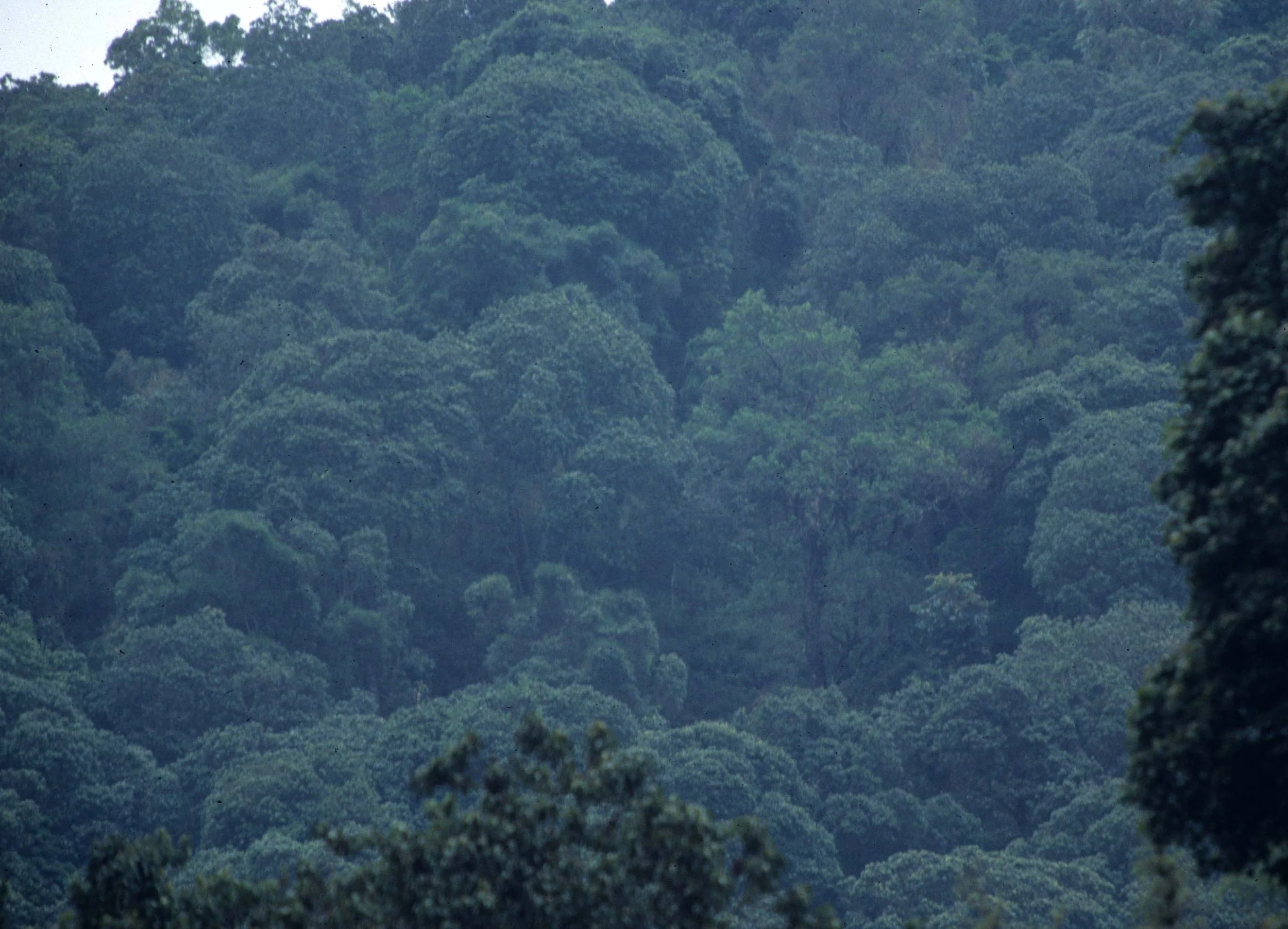 UGANDA - BWINDI IMPENETRABLE FOREST.jpg