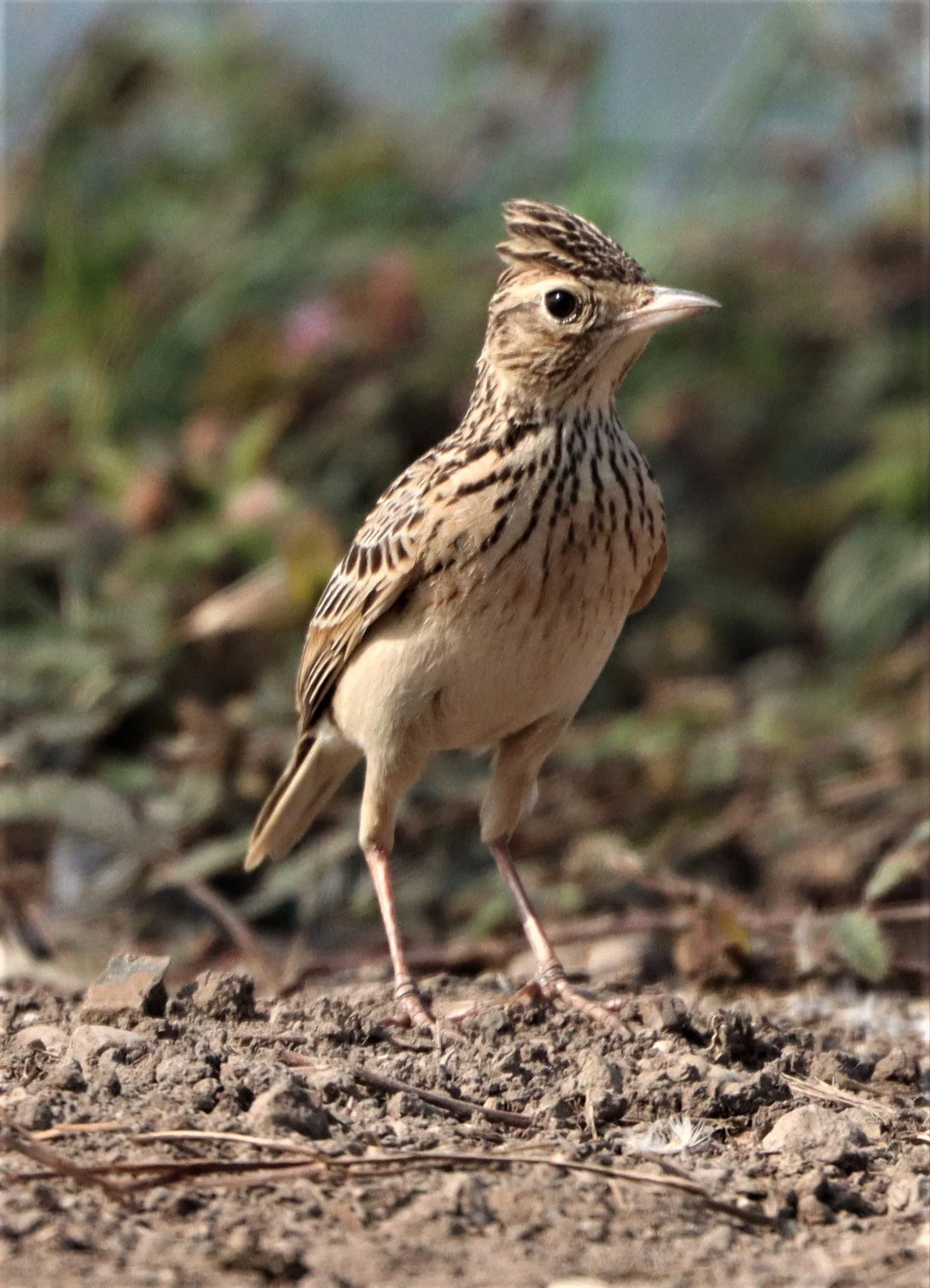 Oriental Skylark (Alauda gulgula) Bang Khaem Wetlands Nakhon Pathom (9).jpg