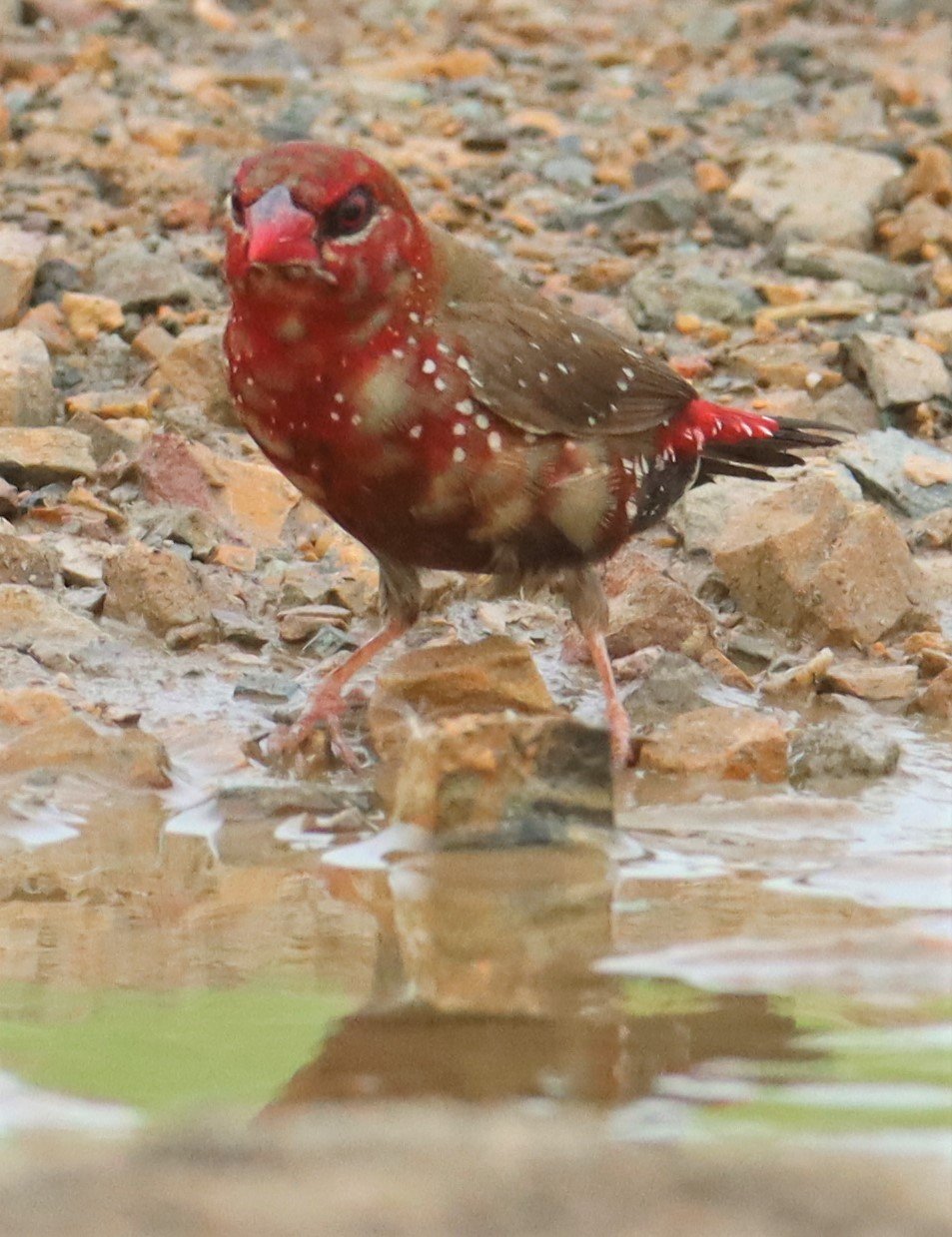 RED AVADAVAT - Amandava amandava - THAP YAO RICE FIELDS LAT KRABANG (111).jpg