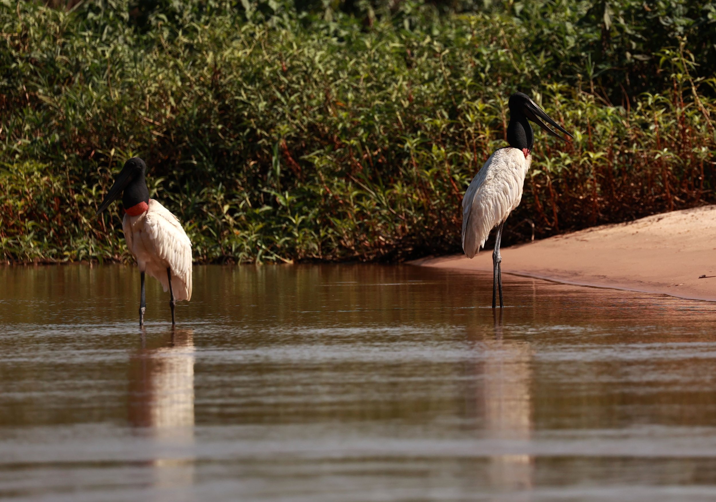 Stork - Jabiru mycteria - Pantanal, Encontro das Águas State Park, Porto Jofre, Cuiaba River, Brazil (58).jpg