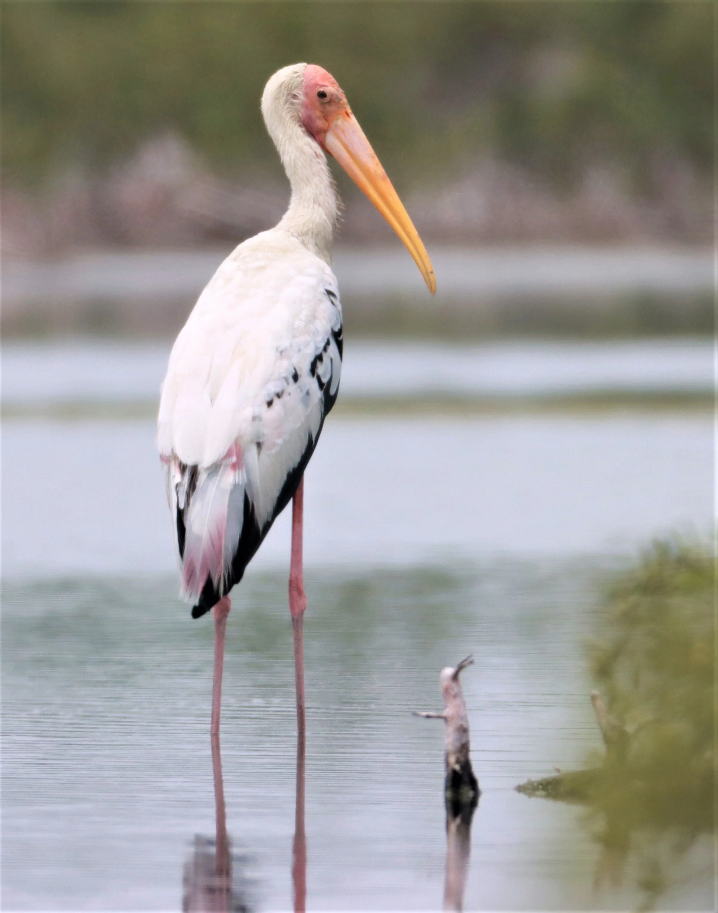 STORK - MILKY STORK HYBRID WITH PAINTED STORK - Milky X Painted (Mycteria cinerea X leucocephala) - KHLONG TAMRU CHONBURI (33).jpg