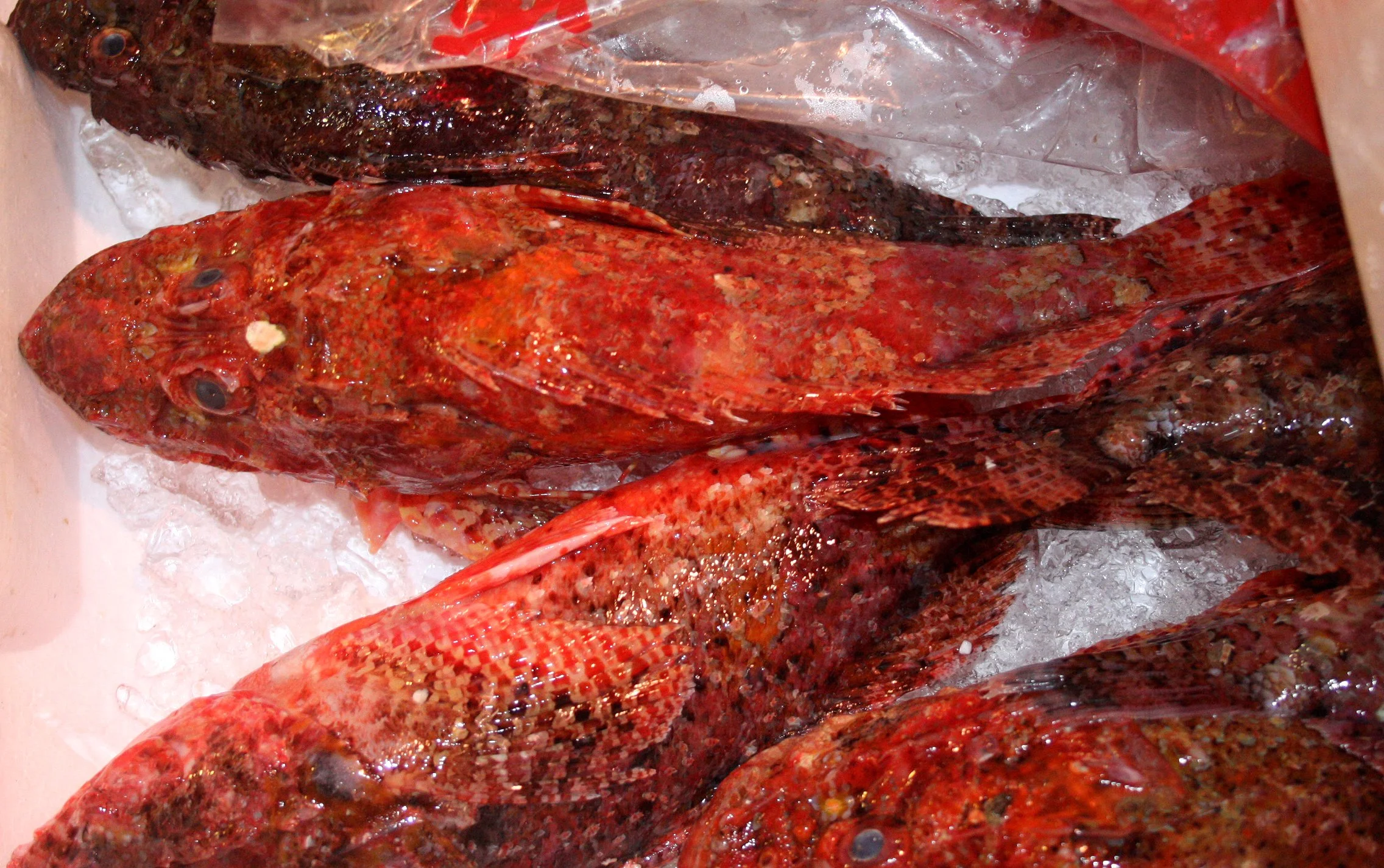 TOKYO - MAY 2009 - TSUKIJI MARKET (19).JPG