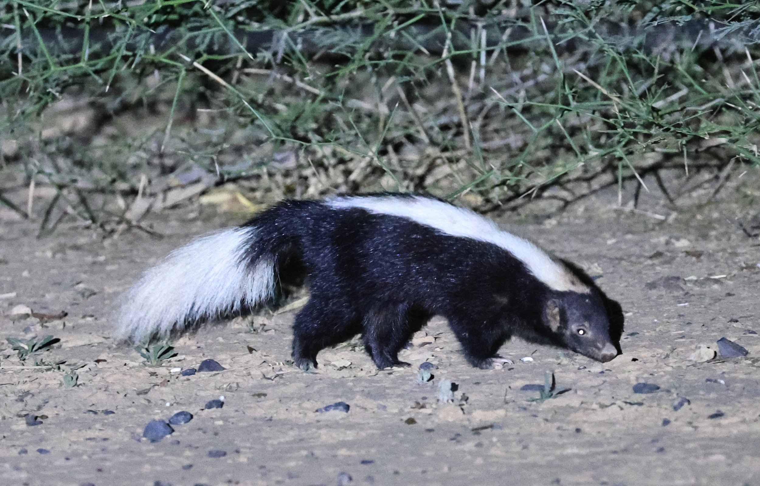 Molina's Hog-nosed Skunk (Conepatus chinga) Estancia Campo'í Paraguay (156).jpg