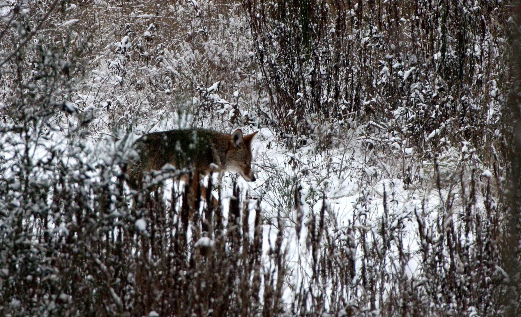 CANID - COYOTE - NORTHWESTERN COYOTE - DUNGENESS RIVER WA (2).JPG