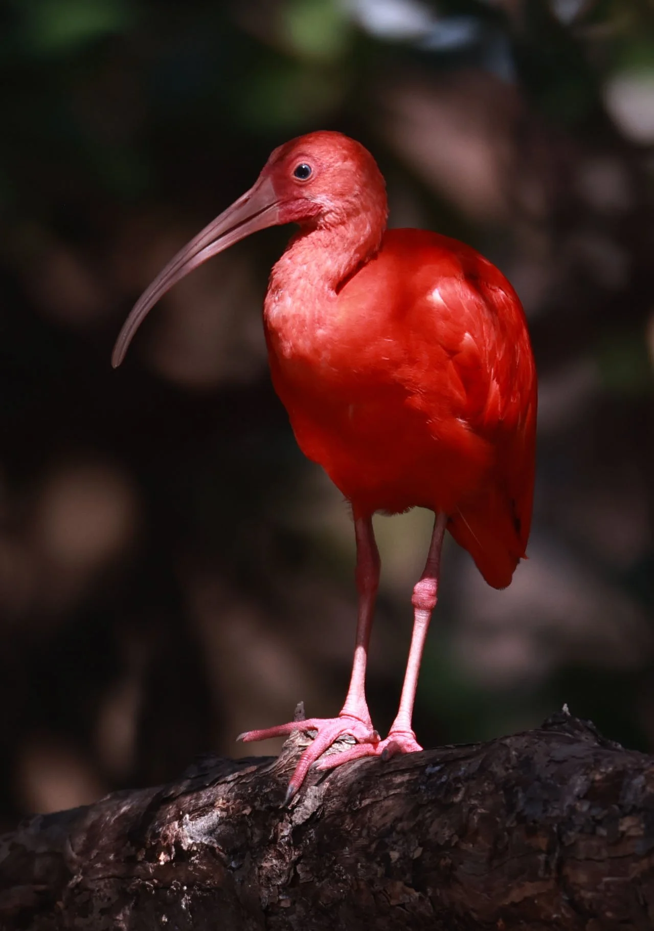 Ibis - Scarlet Ibis - Eudocimus ruber - 29 Songkaow Cafe, Chachoengsao Thailand (319).jpg