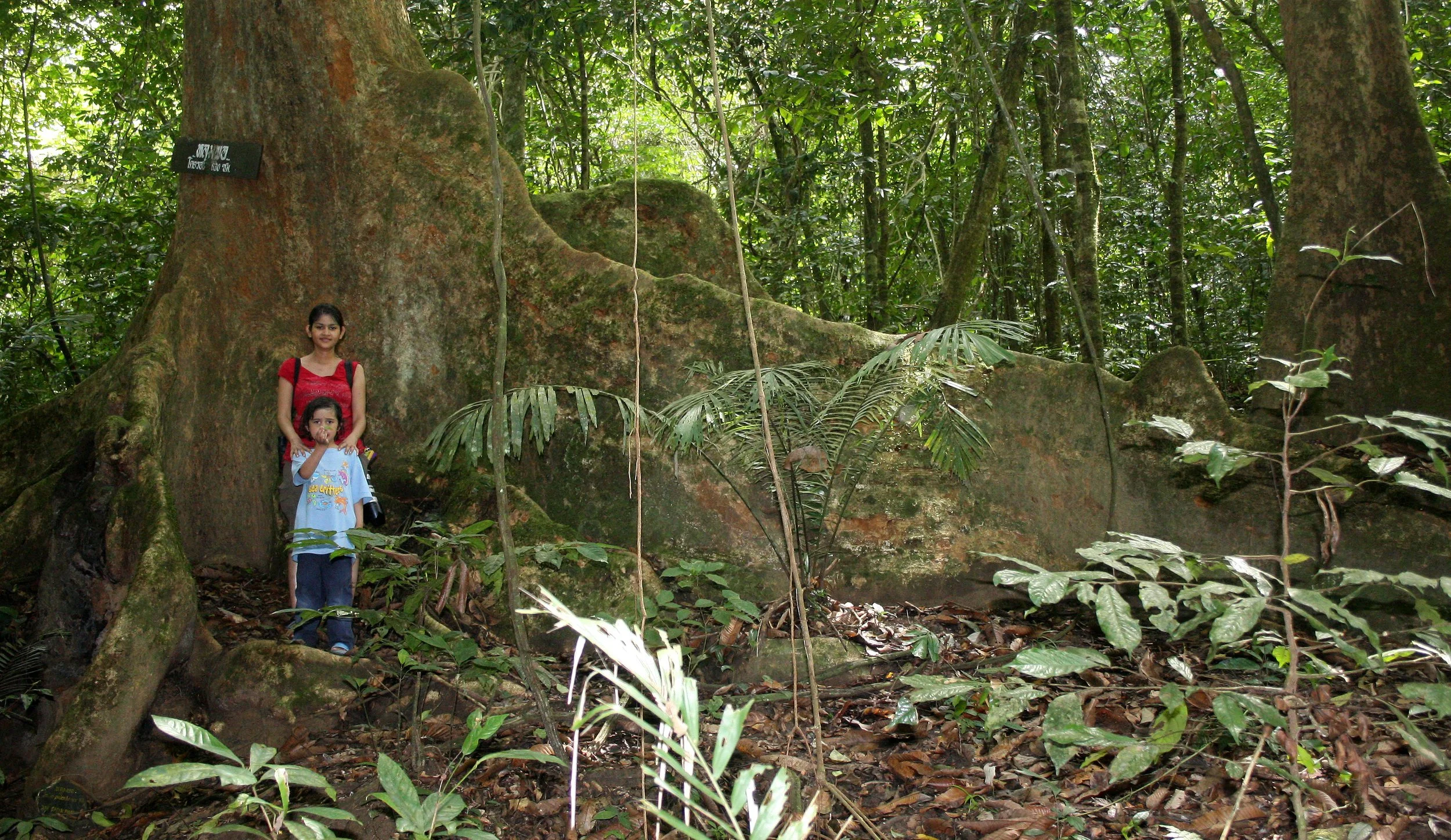 KRUNG CHIN NP THAILAND - FOREST GIANT (4).JPG