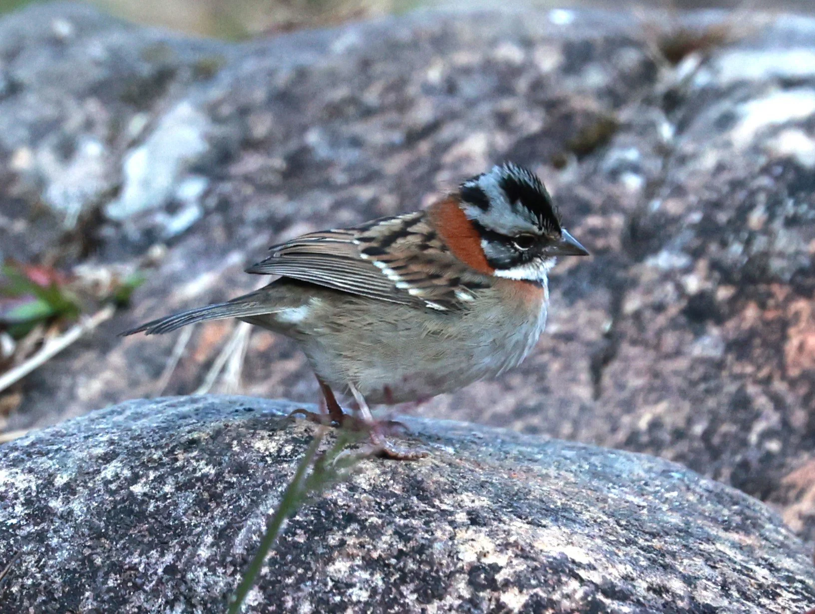 Rufous-collared Sparrow (Zonotrichia capensis) Caraca Seminary, Minas Gerais (2).JPG