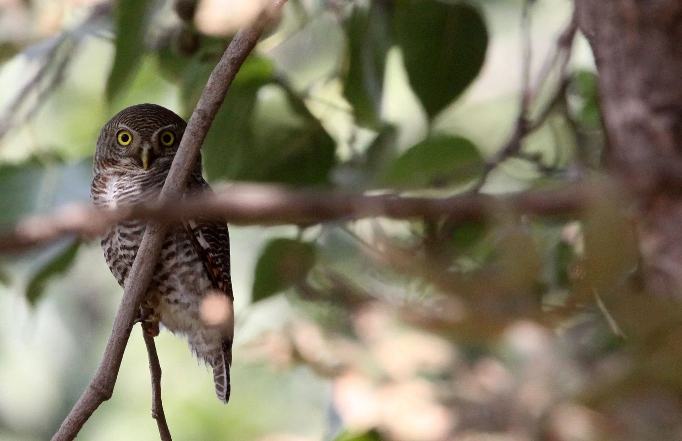 Glaucidium radiatum - JUNGLE OWLET - BANDHAVGAR NATIONAL PARK INDIA (15).JPG