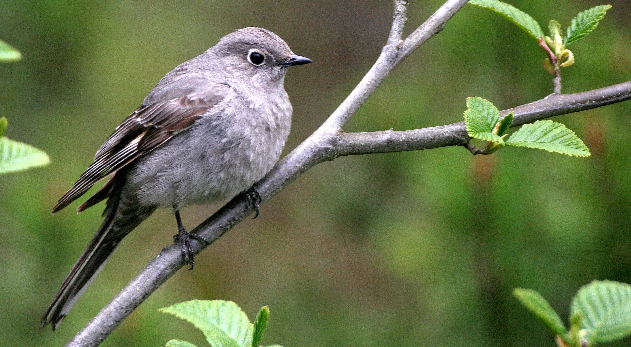 Townsend's Solitaire (Myadestes townsendi) Lake Farm Olympic Peninsula Washington (6).jpg