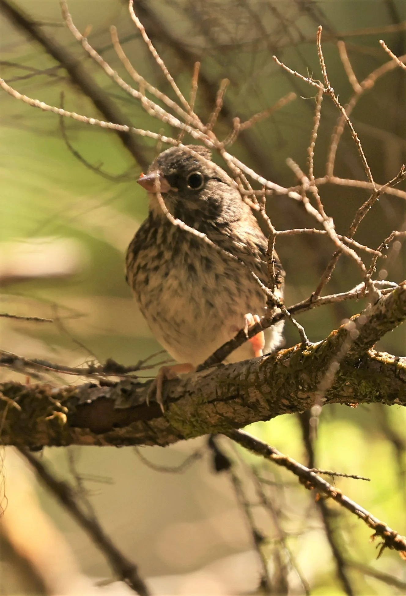 Song Sparrow (Melospiza melodia) Mount Rainier NP Washington (3).jpg