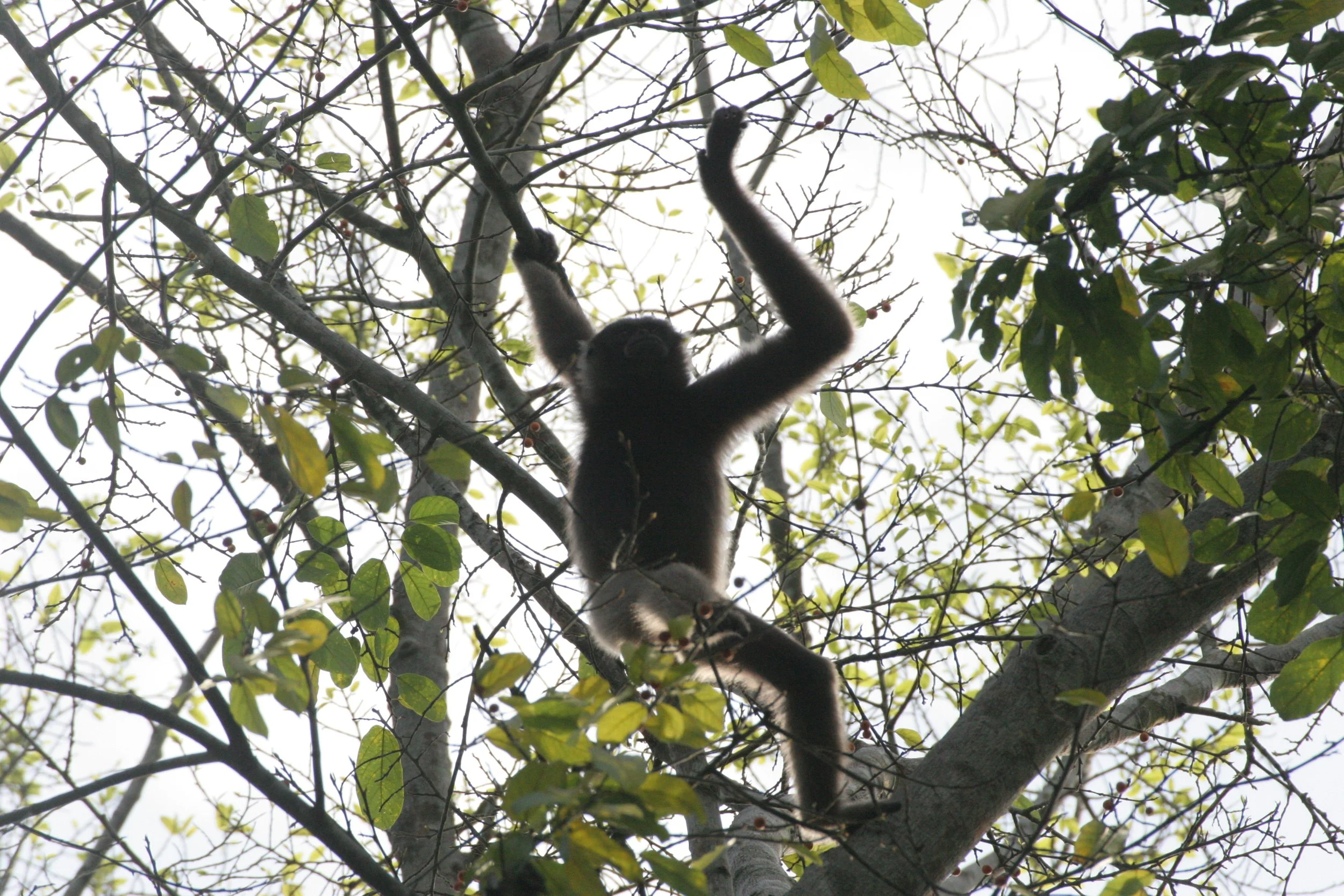 HYLOBATIDAE - Hylobates muelleri - MUELLER'S (GRAY) GIBBON - TABIN WILDLIFE RESERVE  (103).JPG
