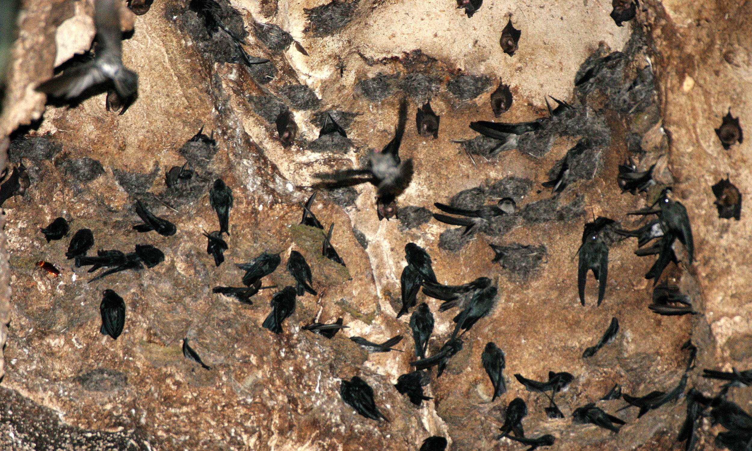 White-nest Swiftlet (Aerodramus fuciphagus) Gamontong Cave Borneo (5).JPG