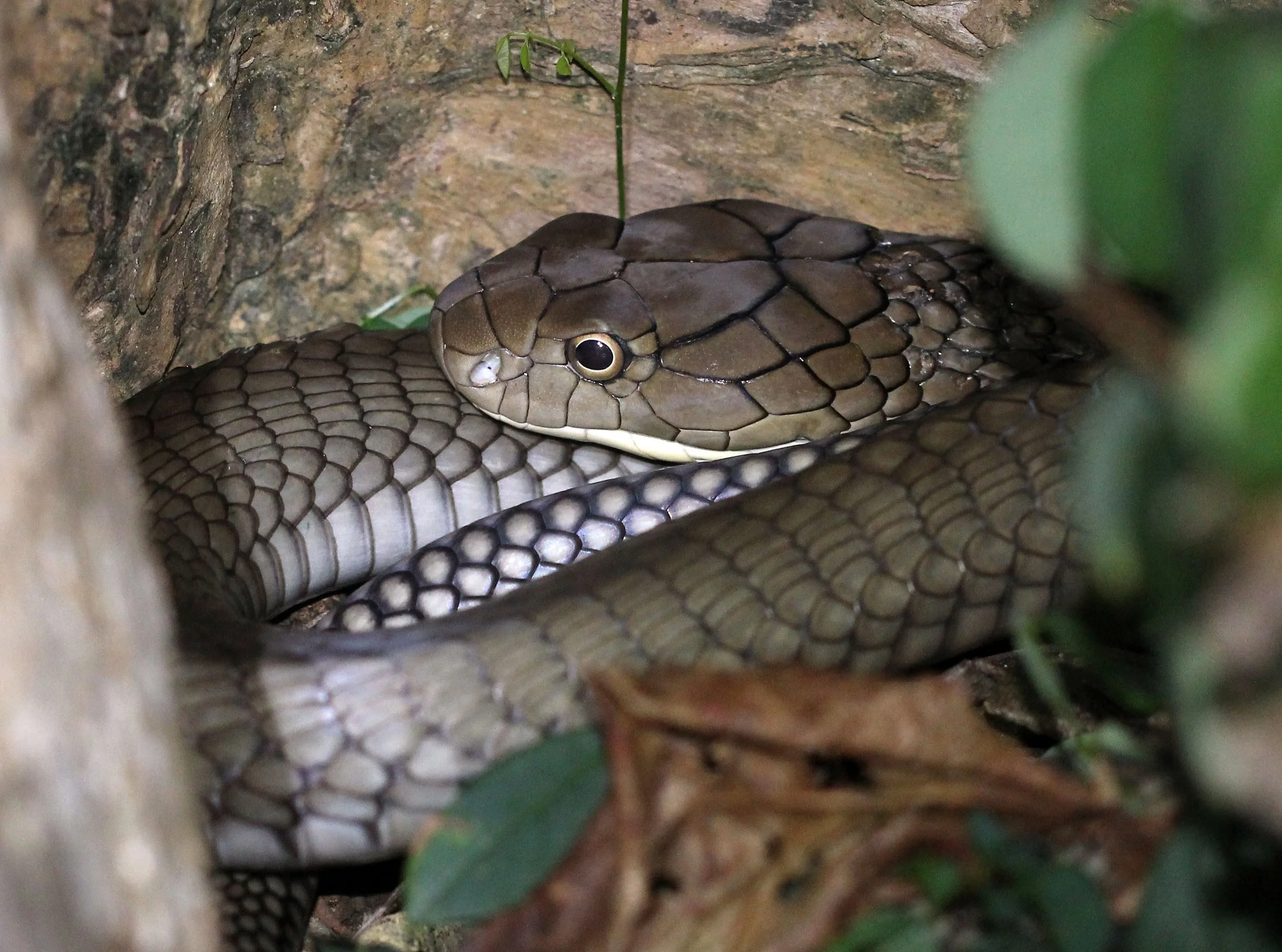 Ophiophagus hannah - KING COBRA - KOH LANTA THAILAND (7).JPG