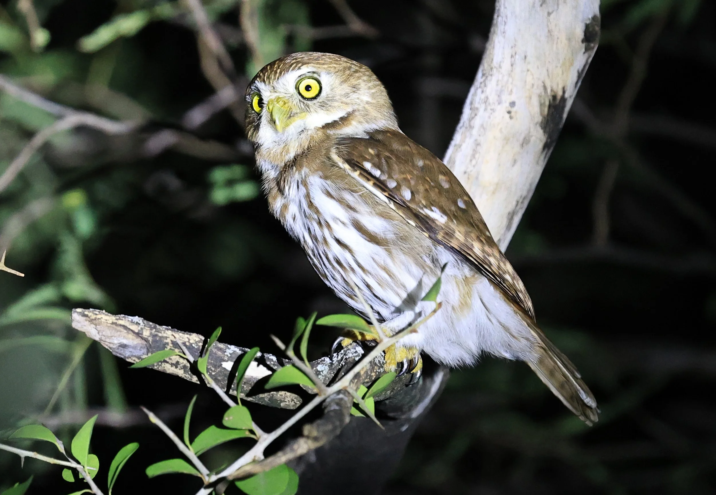 Ferruginous Pygmy-Owl (Glaucidium brasilianum) Reserva Nueland  Selva Serena (67).jpg