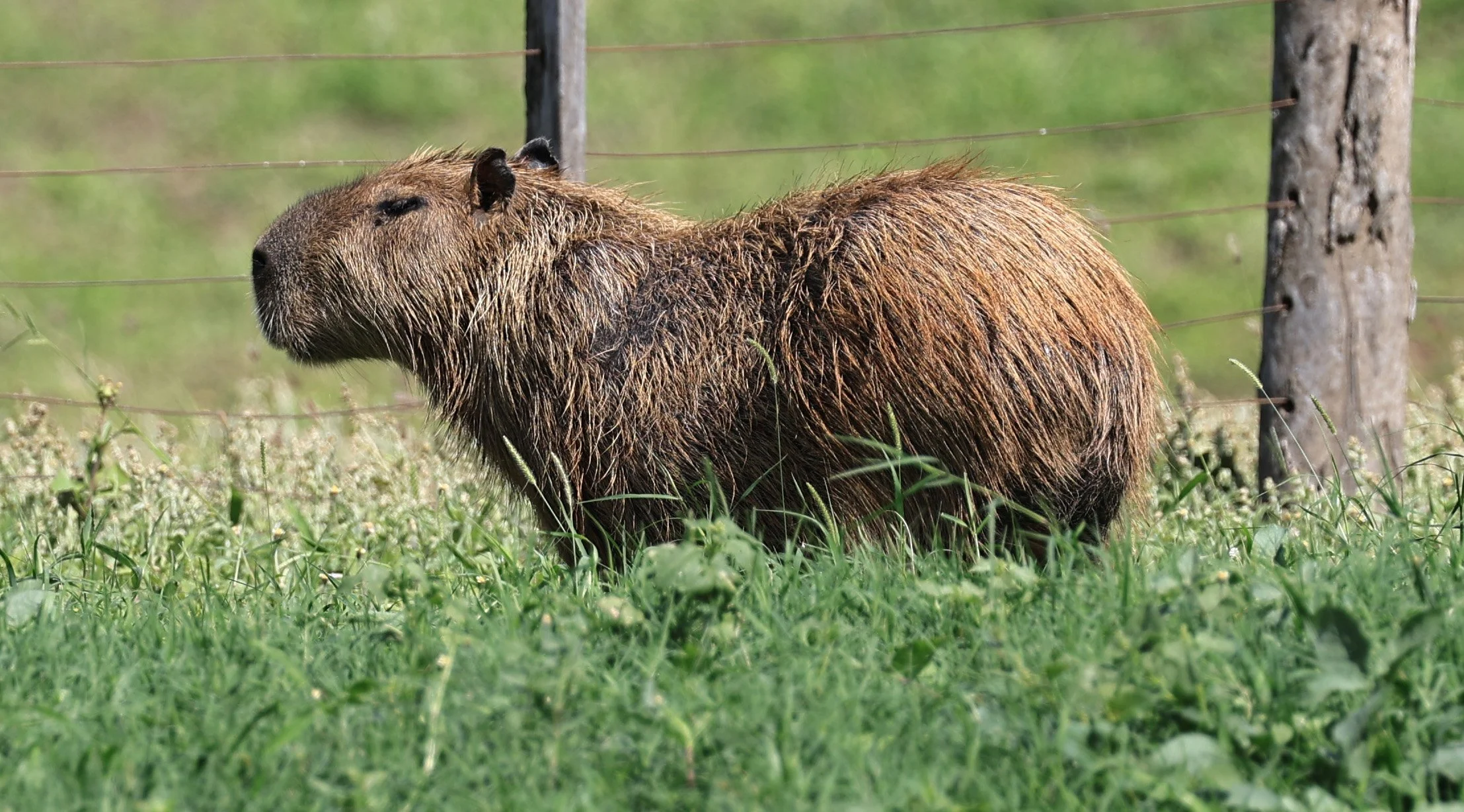 Capybara (Hydrochoerus hydrochaeris) Loma Plata Paraguay - Brunnen Strasse (25).jpg