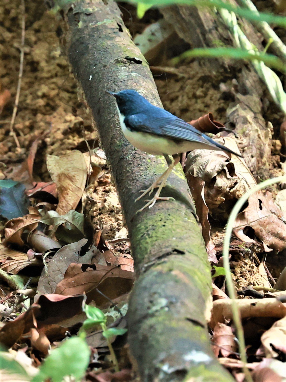 ROBIN - SIBERIAN BLUE ROBIN - Luscinia cyane - Si Phang Nga National Park, Thailand Feb 18-19, 2023 (4).jpg