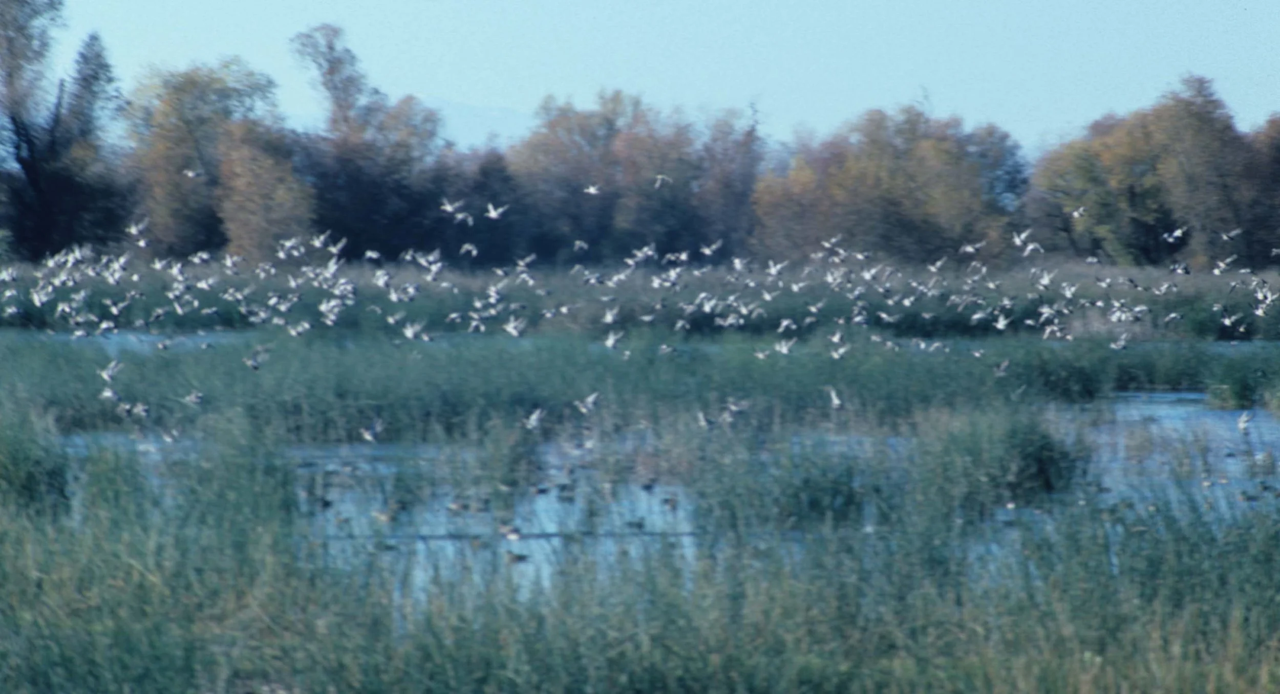 CALIFORNIA - COSUMNES RIVER PRESERVE D.jpg