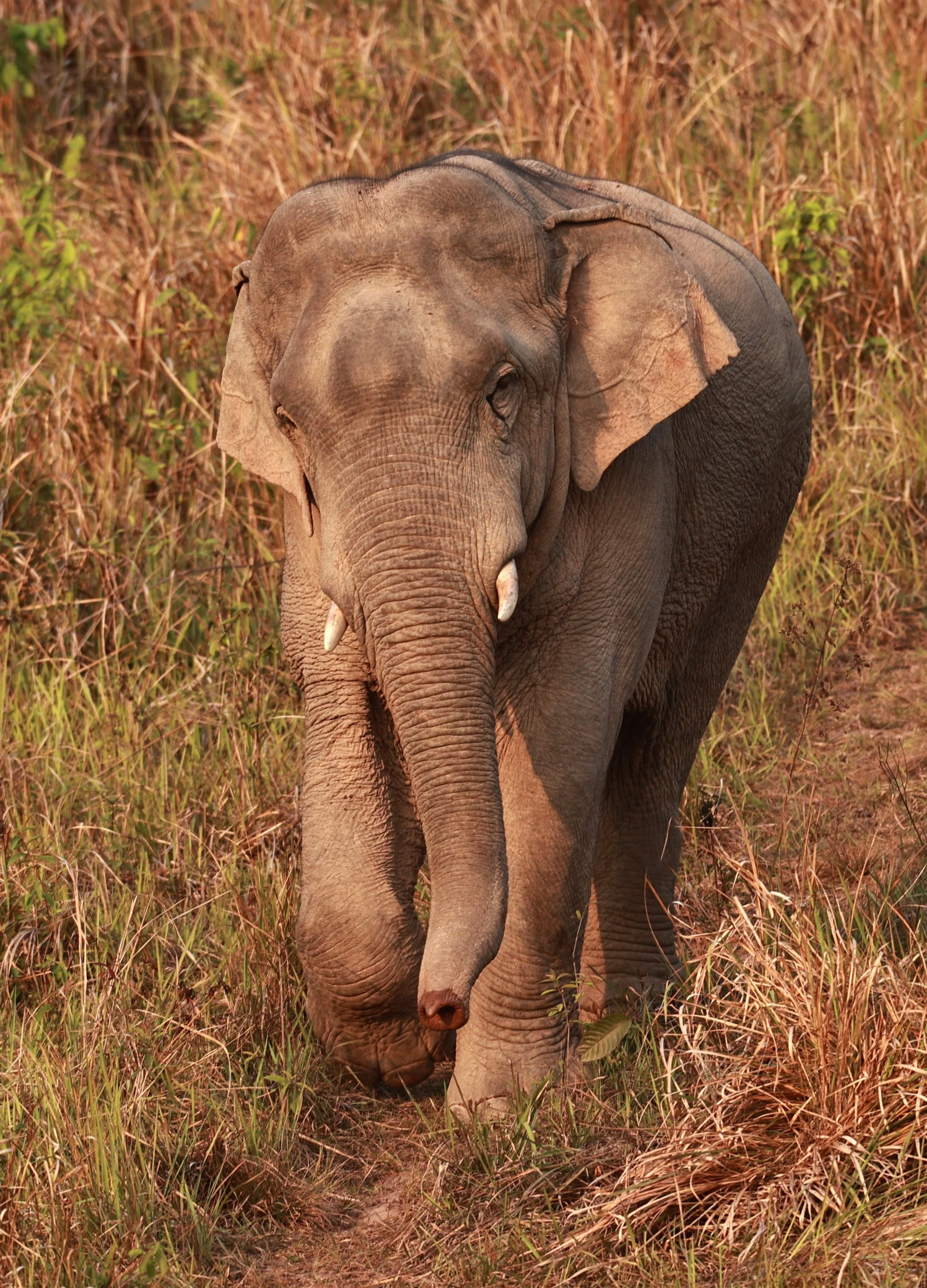Asian Elephant (Elephas maximus) Khao Yai National Park, Thailand (46).jpg