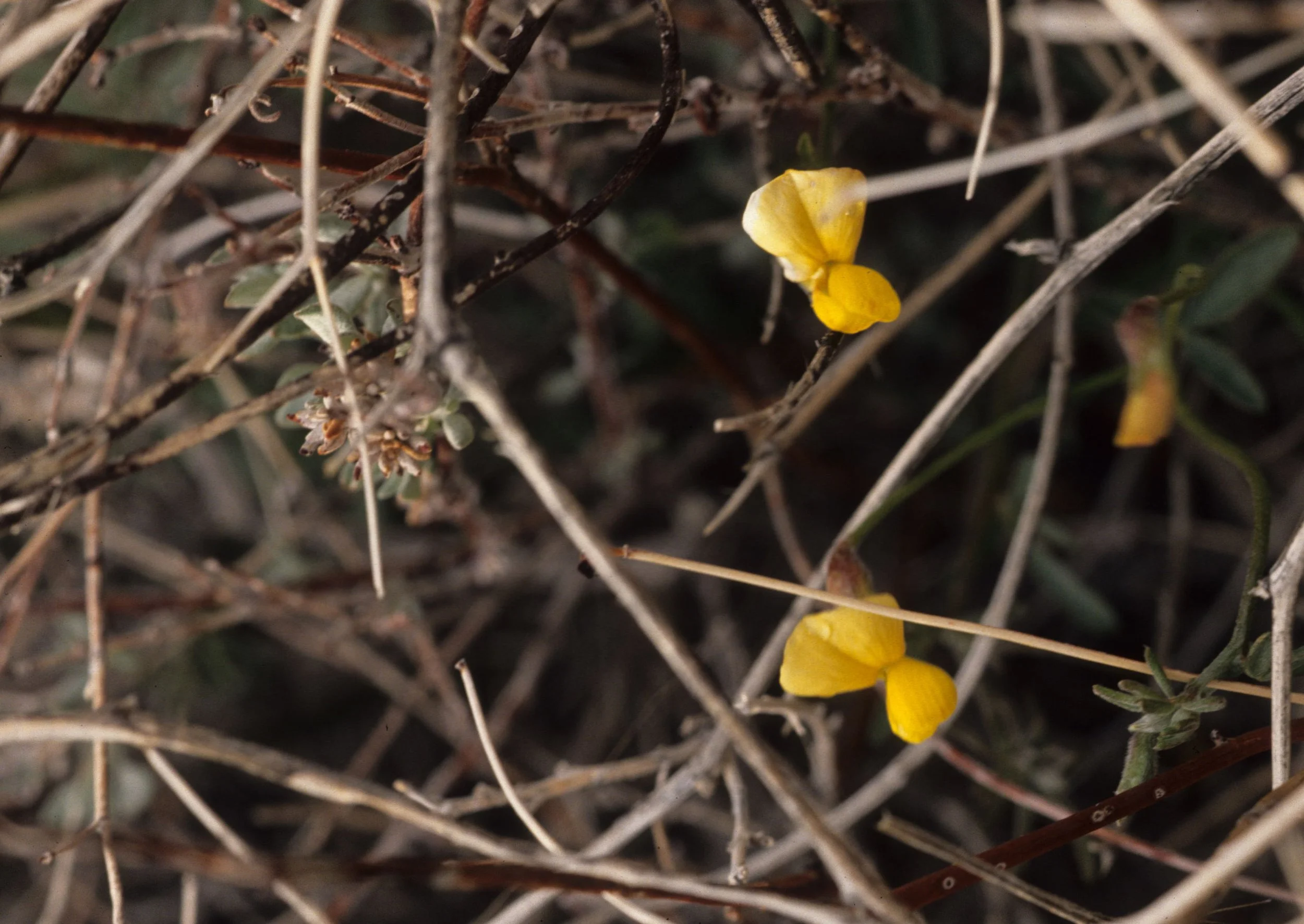 ANZA BORREGO - LOTUS SPECIES - DESERT LOTUS.jpg