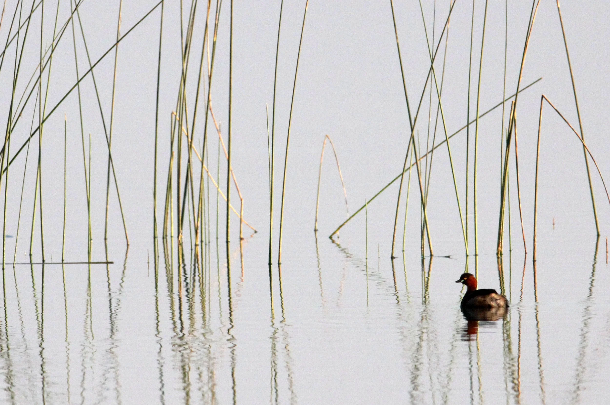 Little Grebe (Tachybaptus ruficollis) Little Rann of Kutch Gujarat India (1).JPG