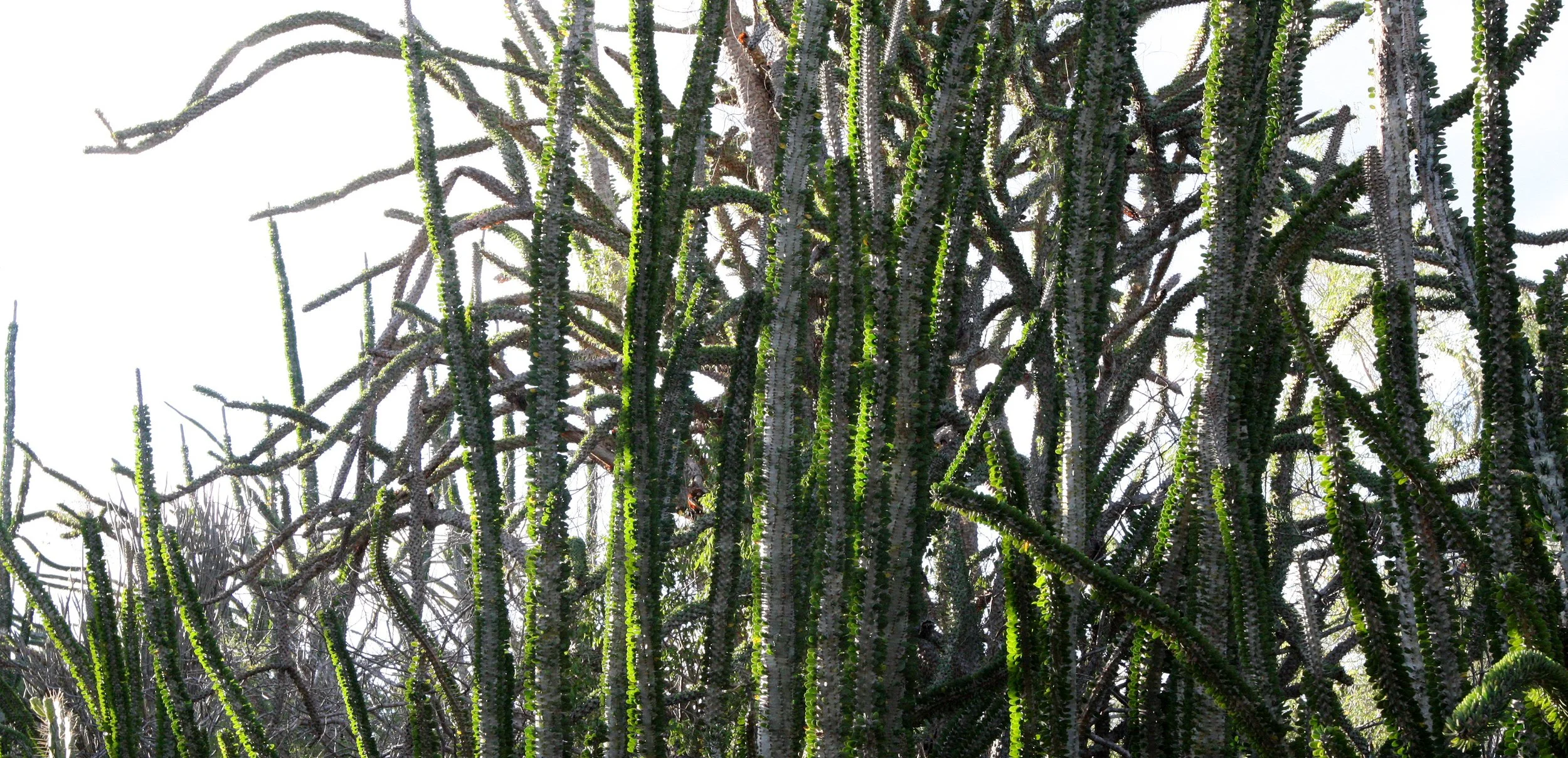 PLANT - ALLUAUDIA PROCERA - DIDIERACEAE -ANDOHAHELA NATIONAL PARK MADAGASCAR.JPG