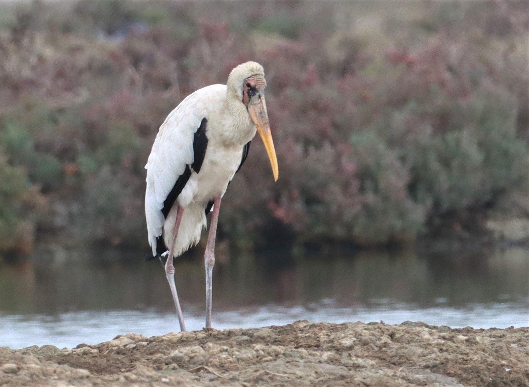 STORK - MILKY STORK - Mycteria cinerea - KHLONG TAMRU CHONBURI (11).jpg