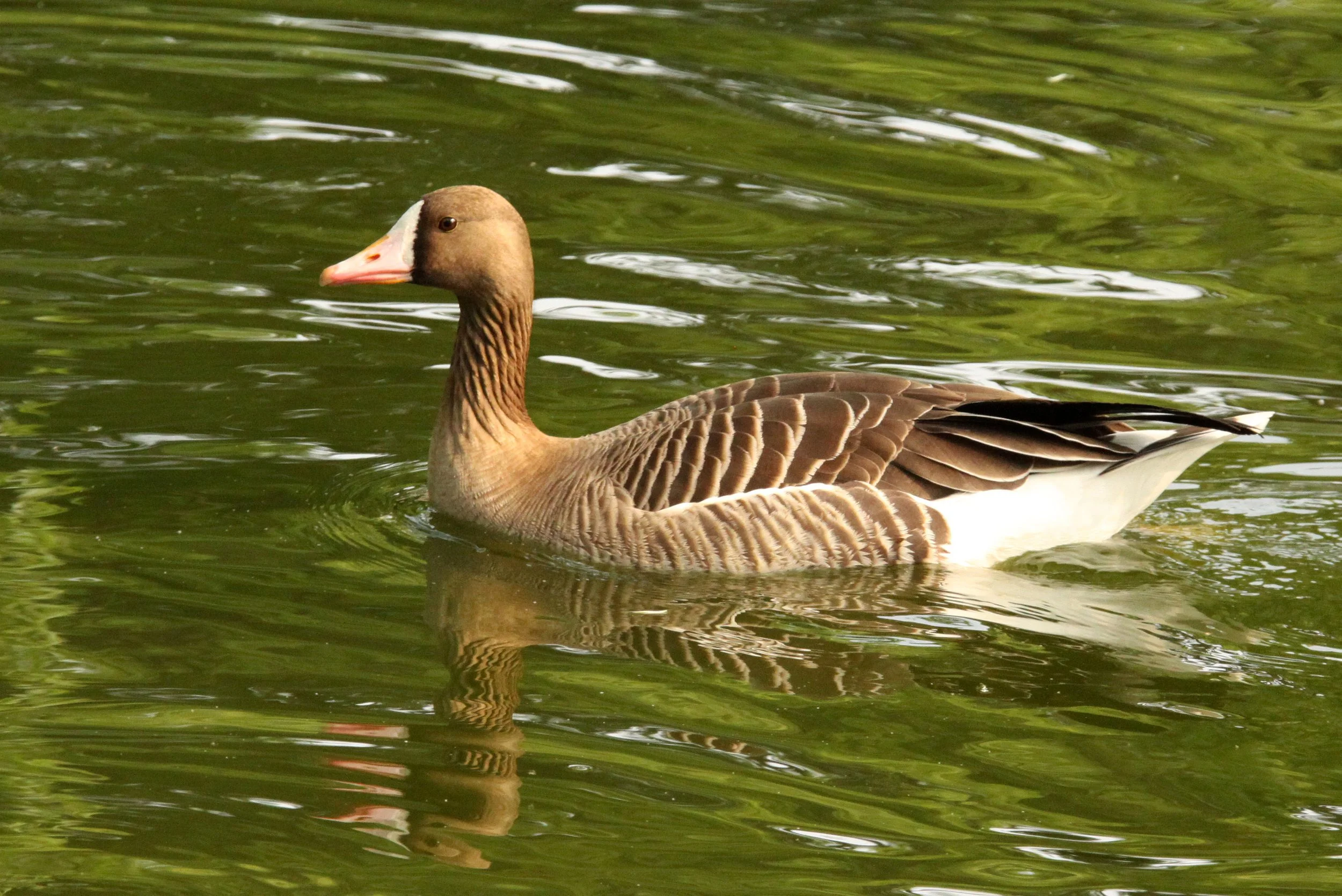 GOOSE - GREATER WHITE FRONTED - Anser albifrons - SHANGHAI ZOO (3).JPG