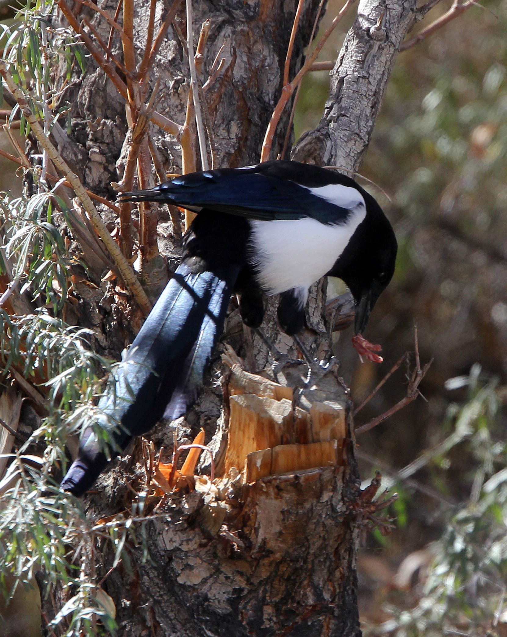 BIRD - MAGPIE - BLACK-BILLED MAGPIE - LEH - LADAKH INDIA - JAMUL & KASHMIR (3).JPG