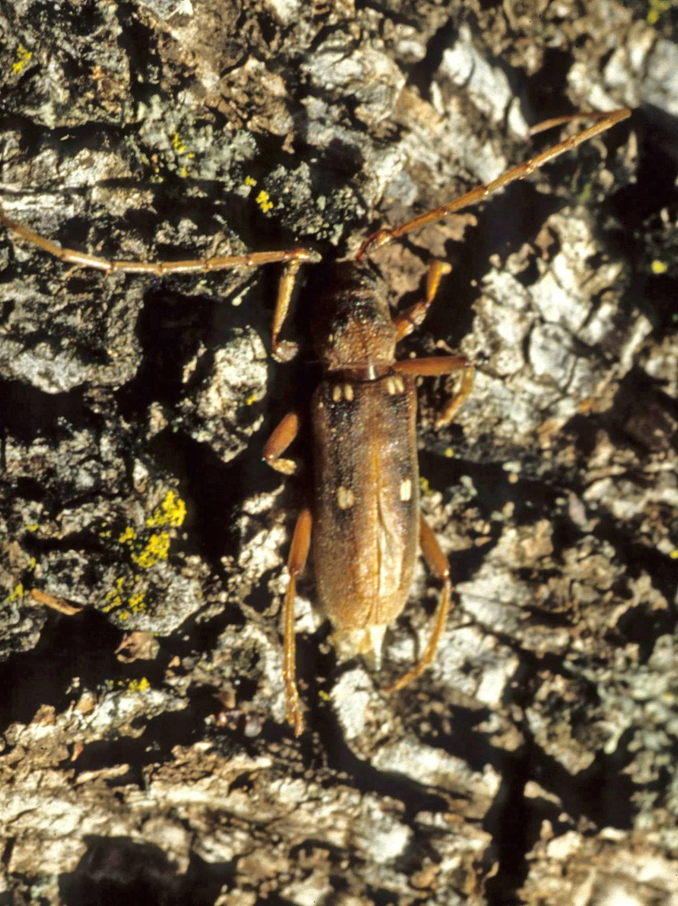 Eburia quadrageminata - Madera Canyon, Arizona
