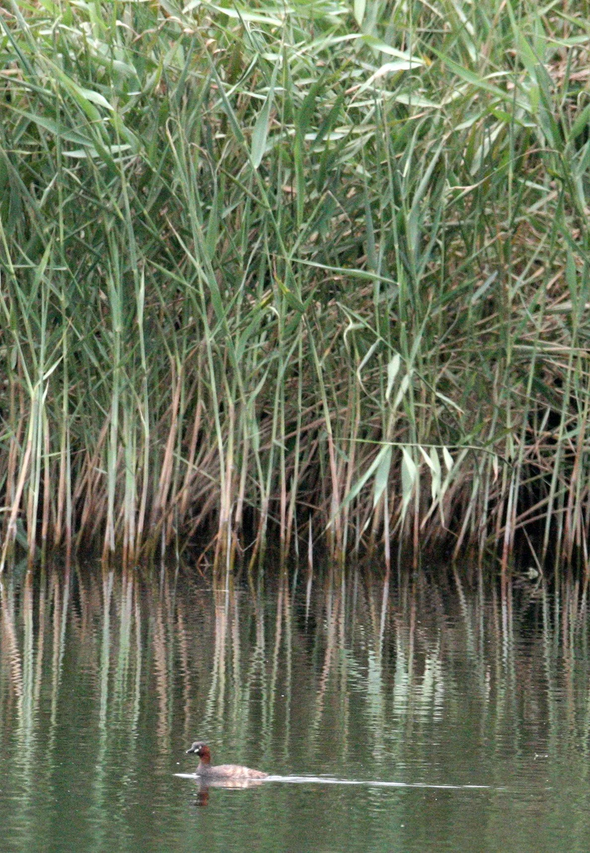 MAI PO WETLANDS HONG KONG (12).JPG
