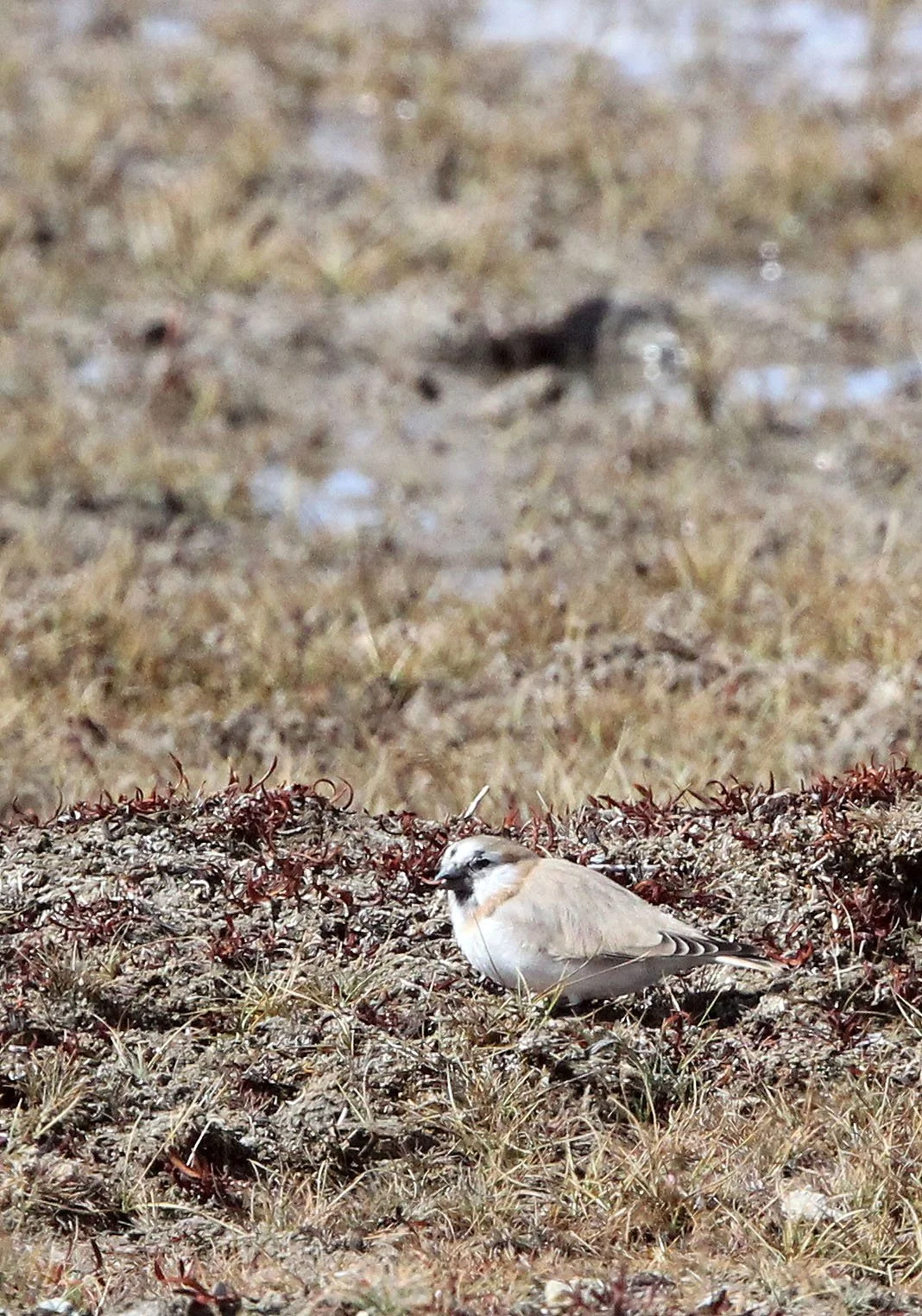 Mongolian Finch (Bucanetes mongolicus) Ku Hai Laike, Qinghai China (9).JPG