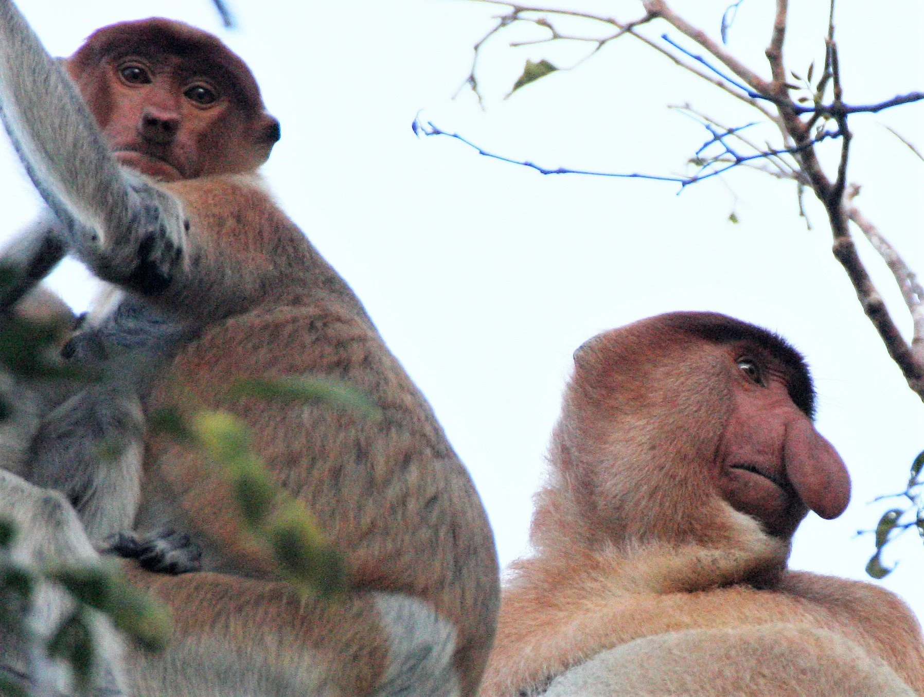 CERCOPITHECIDAE - Nasalis larvatus -PROBOSCIS MONKEY TROOP - KINABATANGAN RIVER BORNEO  aa8.jpg