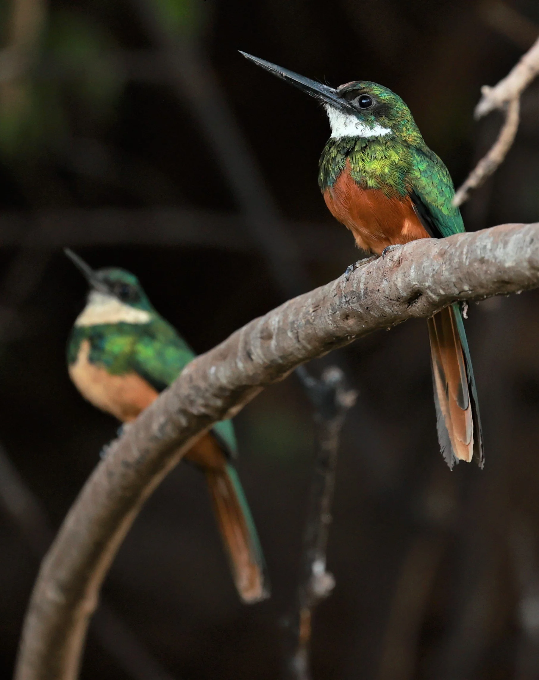 Jacamar - Rufous-tailed Jacamar - Galbula ruficauda - Pantanal, Encontro das Águas State Park, Porto Jofre, Cuiaba River, Brazil (3).JPG