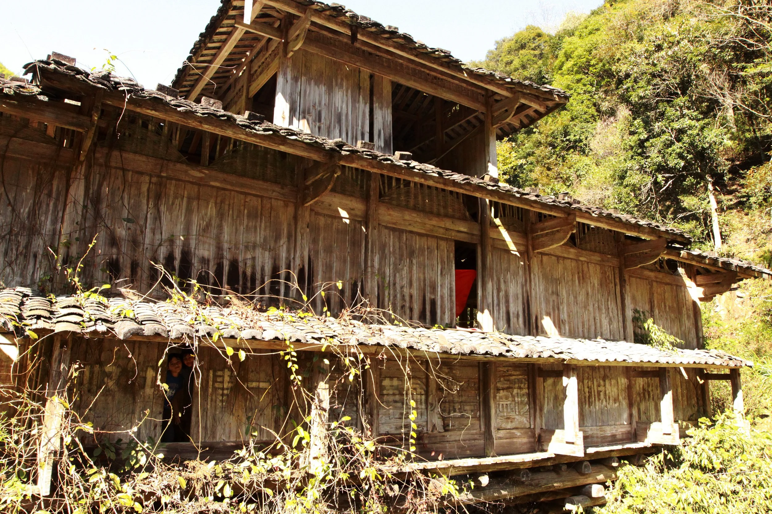 CHINESE YEW RESERVE - FUJIAN CHINA (45).JPG