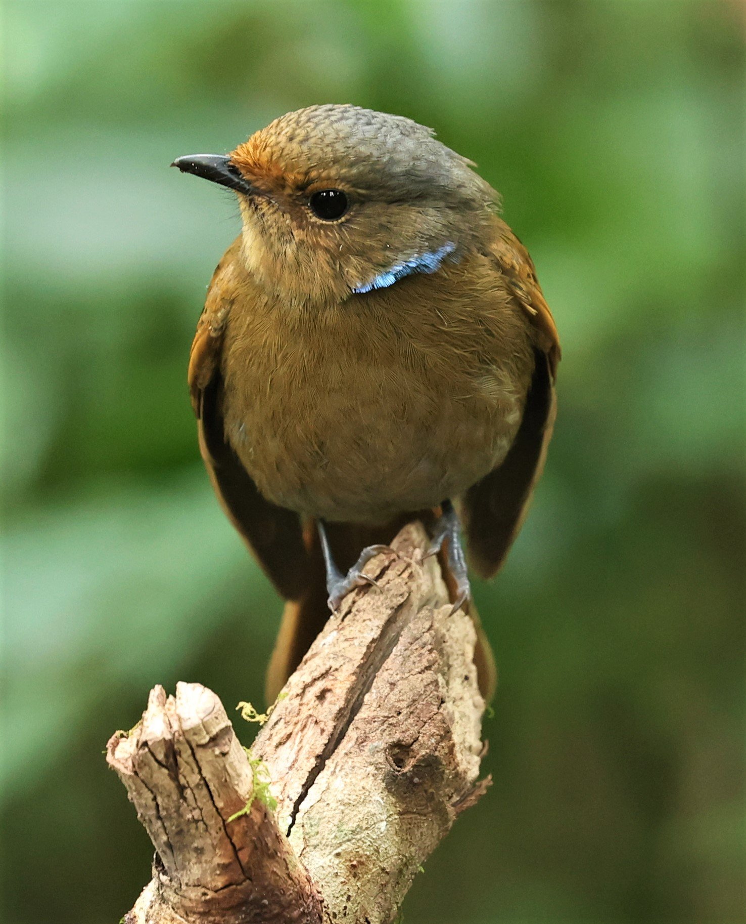 NILTAVA - LARGE NILTAVA - Niltava grandis - DOI DOI PHA HOM POK NP DOI LANG EAST FEB 2022 (18).jpg