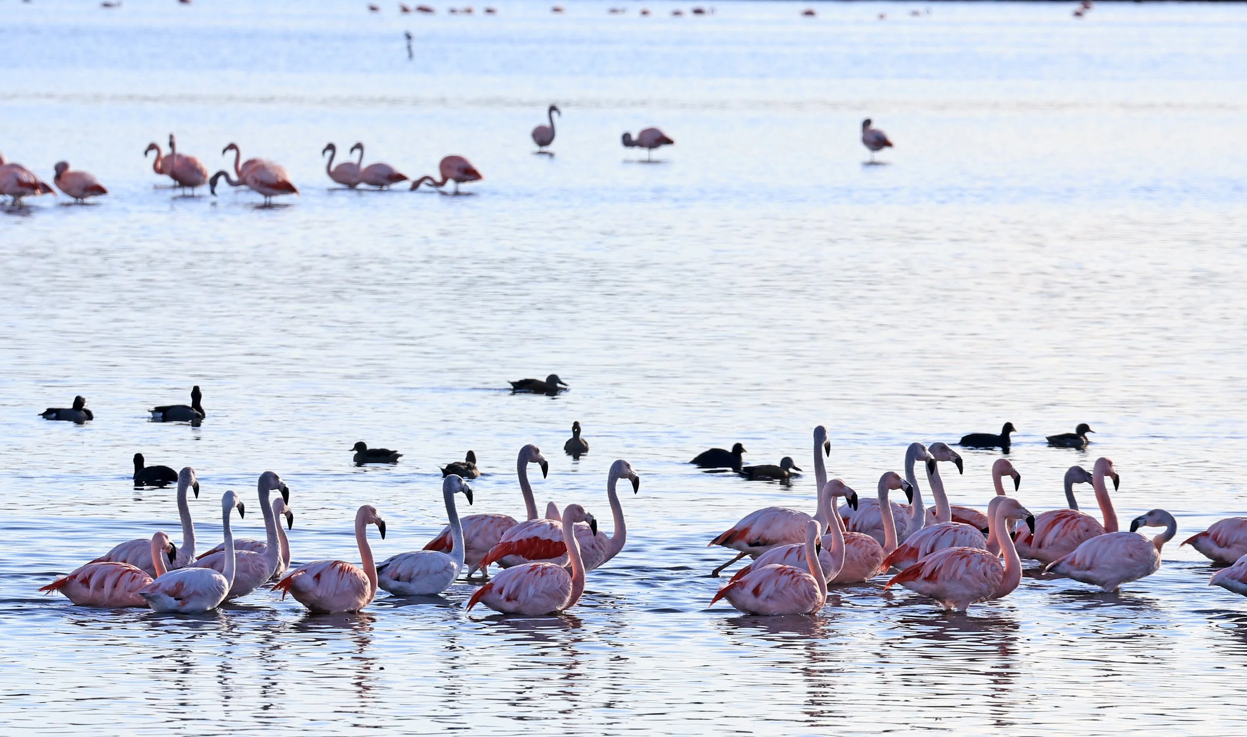 Chilean Flamingo (Phoenicopterus chilensis) Lagunas del Ornitólogo, Trelew Argentina (21).jpg