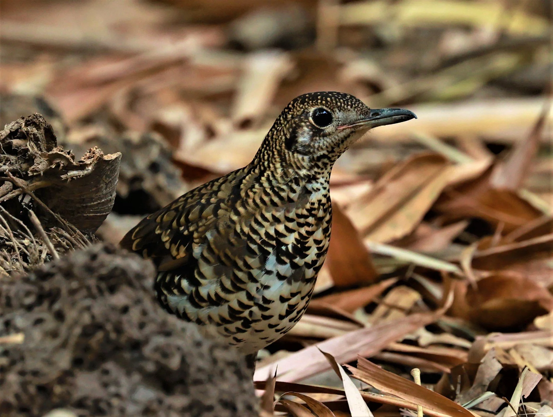 White's Thrush (Zoothera aurea) Putthamonthon Park Nakhon Pathom Thailand (187).jpg