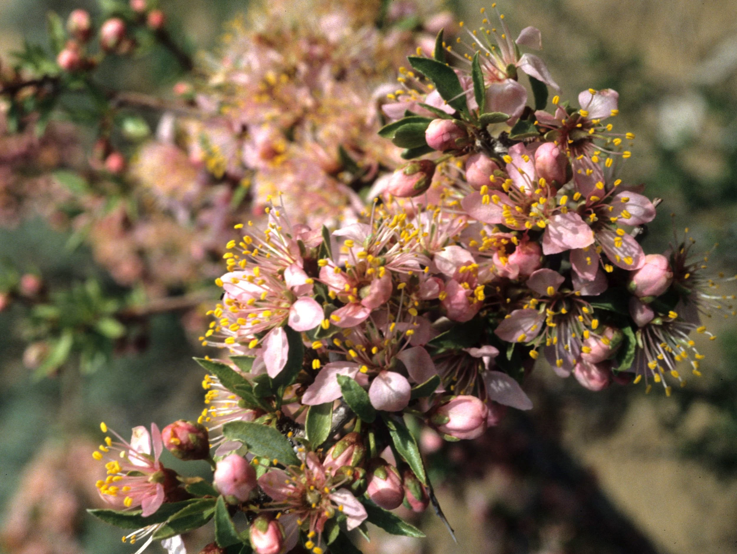 DEATH VALLEY - PRUNUS ANDERSONII - WILD PEACH.jpg