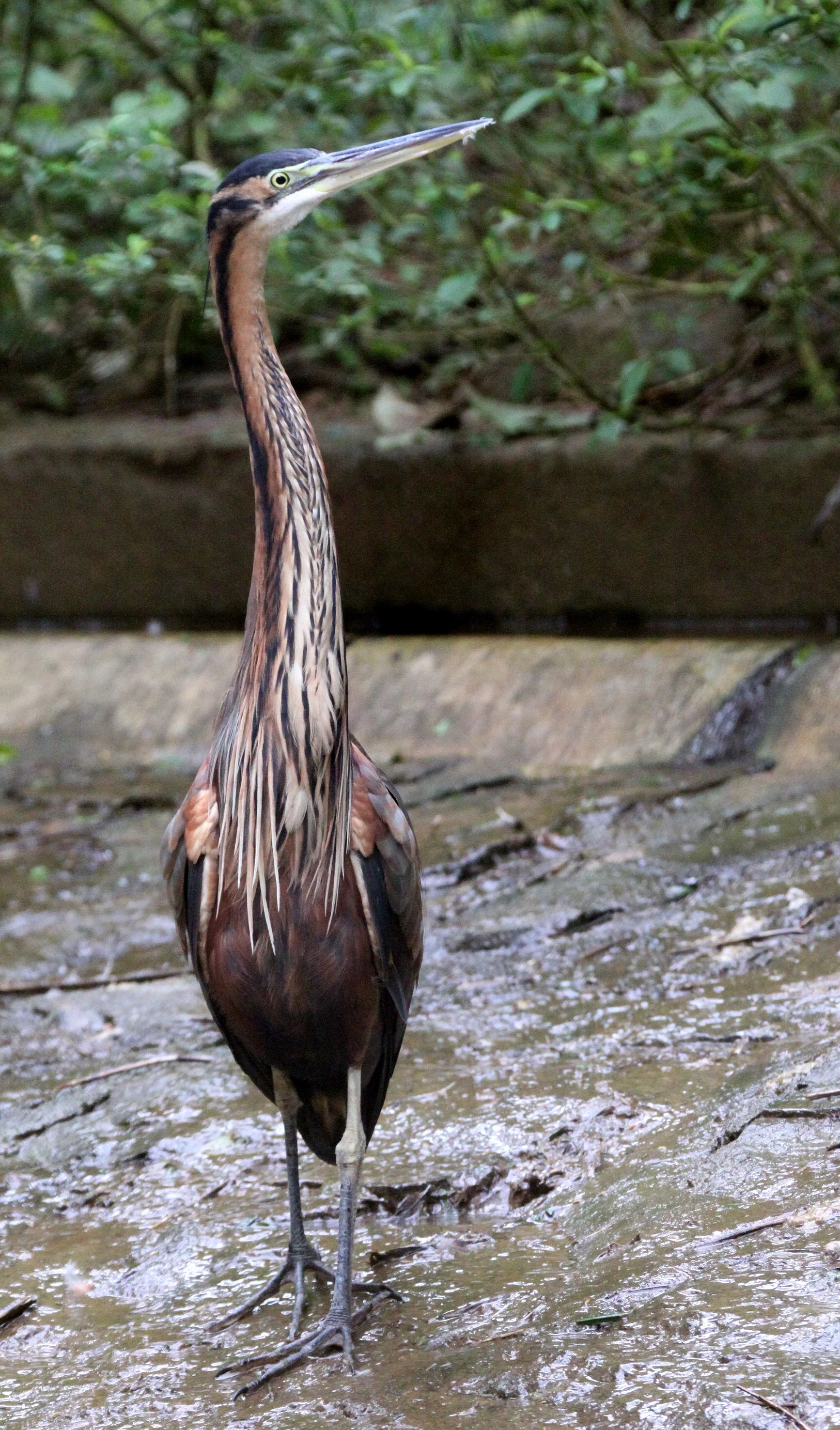 HERON - PURPLE HERON - Ardea purpurea - ANDISABE NATIONAL PARK MADAGASCAR (14).JPG