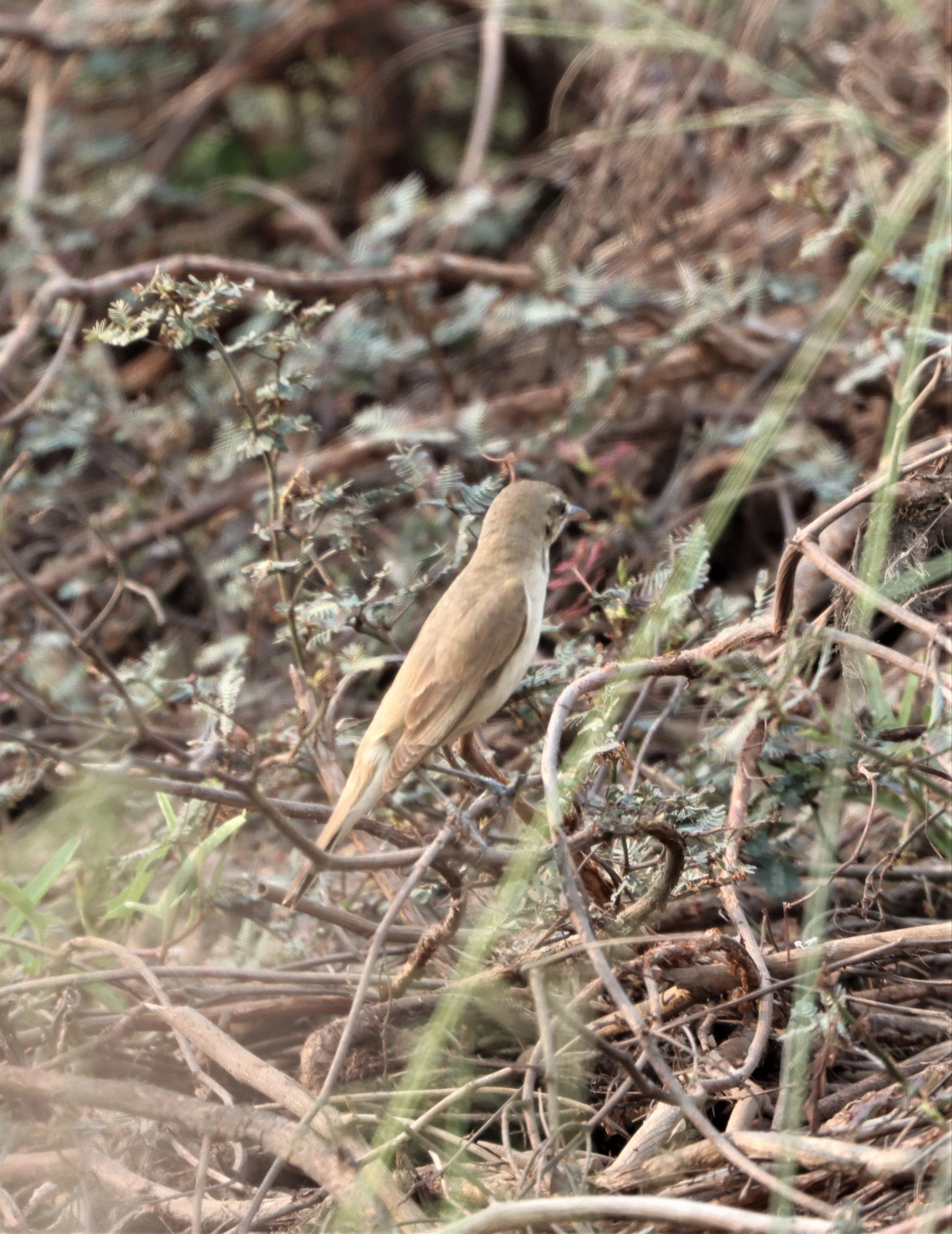 WARBLER - ORIENTAL REED WARBLER - Acrocephalus orientalis - LAT KRABANG TAP YAO WETLANDS (1).jpg