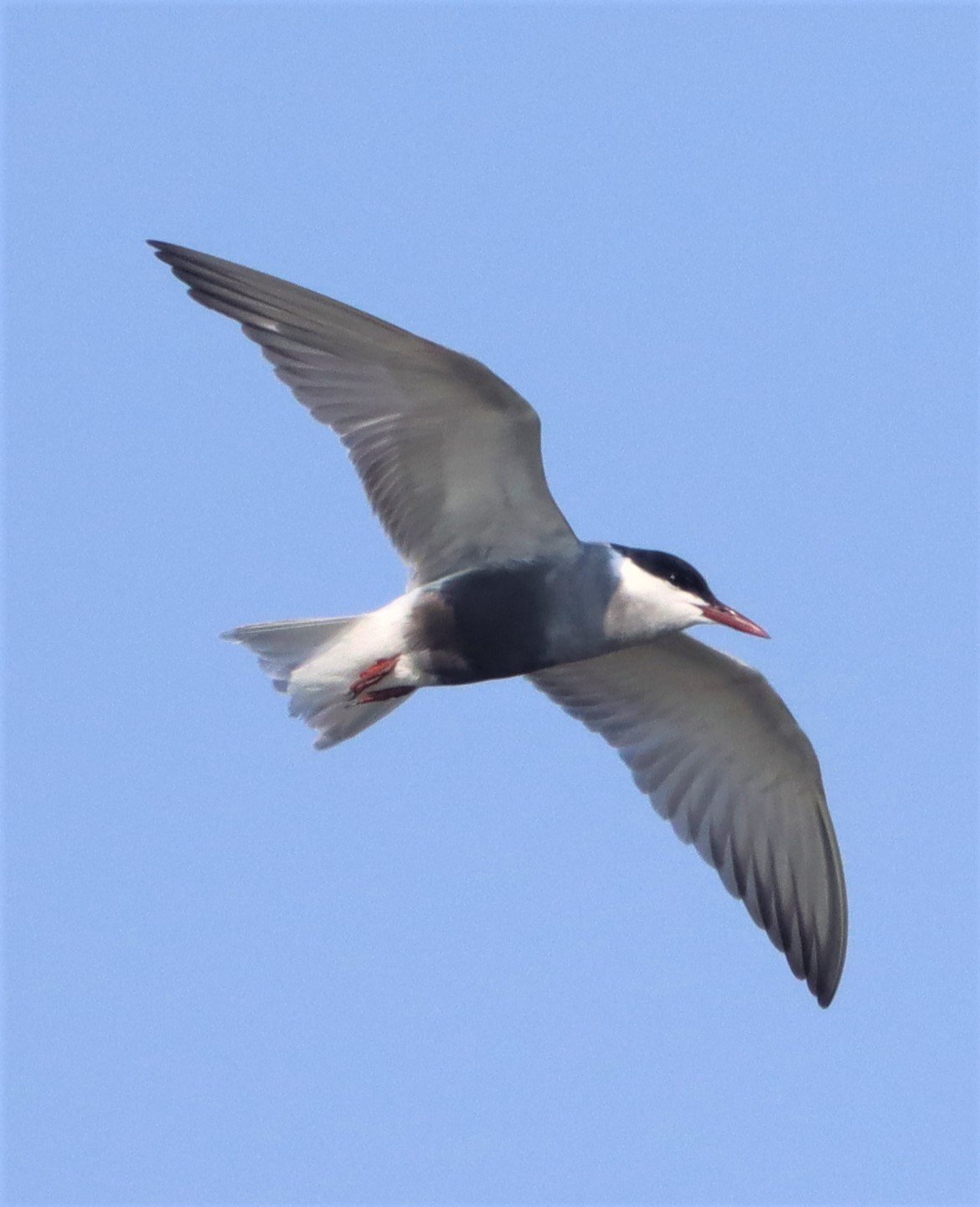 TERN - WHISKERED TERN - Chlidonias hybridus - BANG PAKONG SALT PANS CHACHOENGSAO WEST OF RIVER (4).jpg
